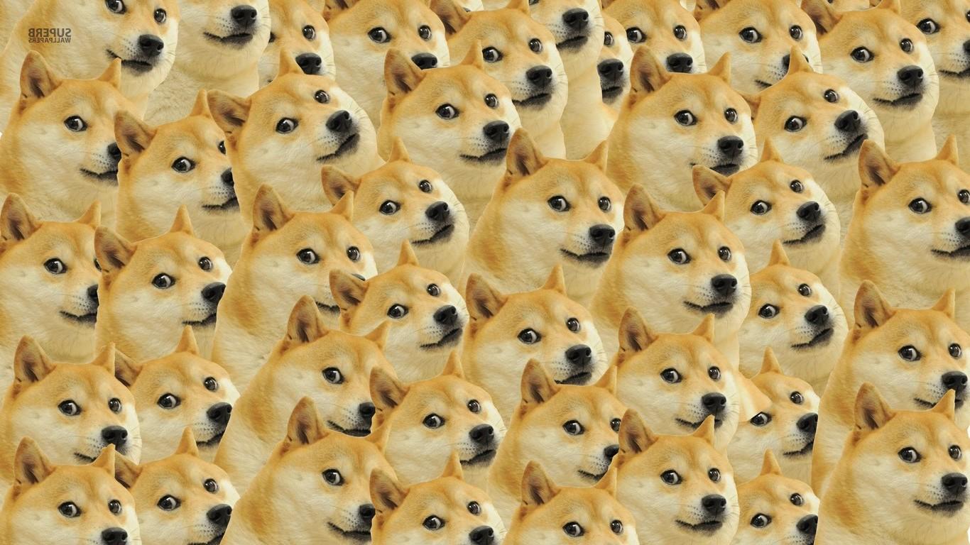 1366 x 768 · jpeg - doge face memes dog Wallpapers HD / Desktop and Mobile Backgrounds