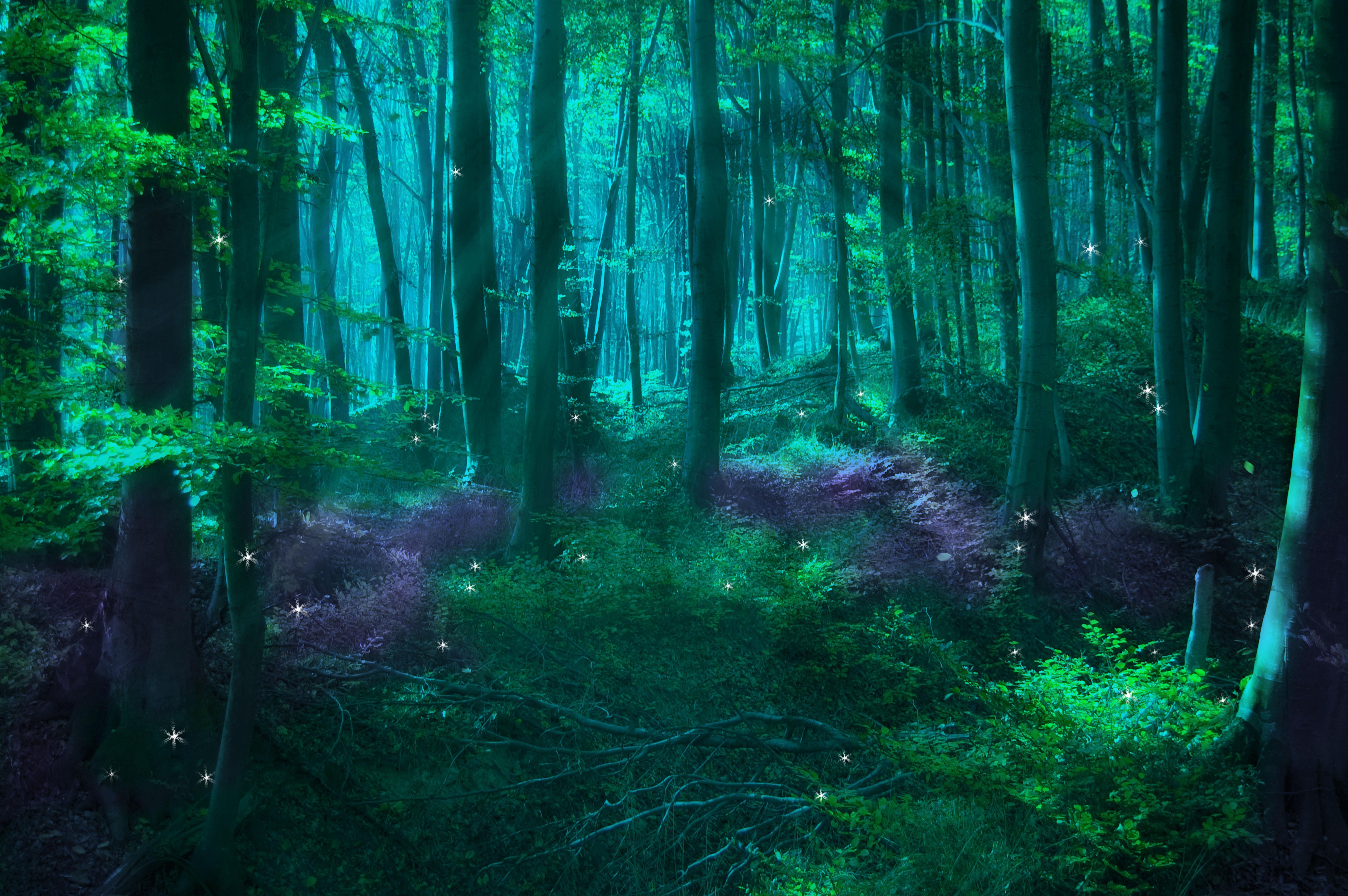 6016 x 4000 · jpeg - Enchanted Forest Backgrounds Free Download | PixelsTalk
