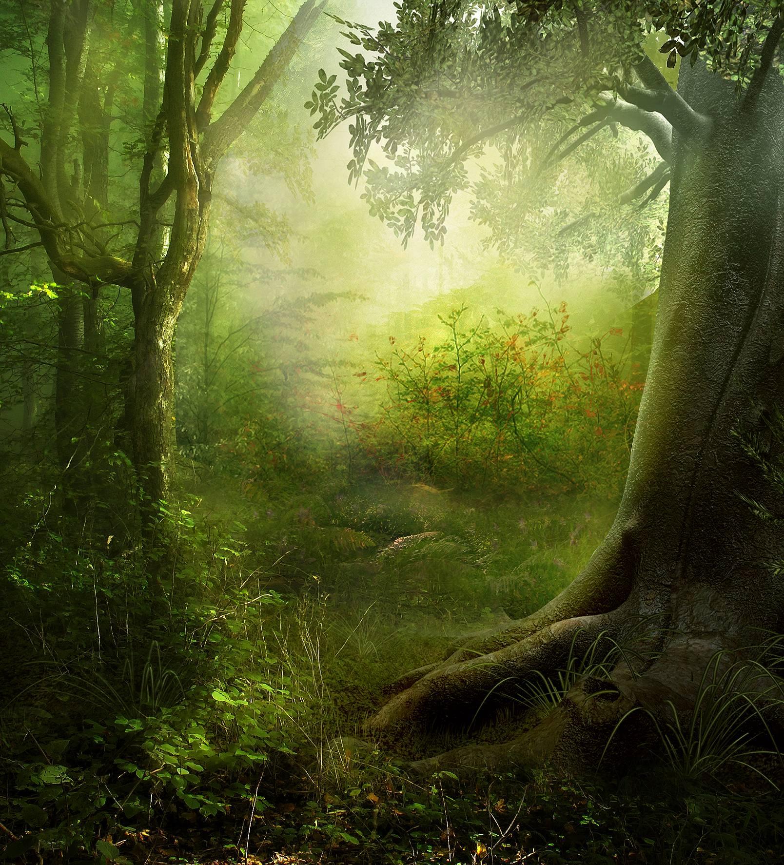 1608 x 1774 · jpeg - Enchanted Forest Backgrounds - Wallpaper Cave