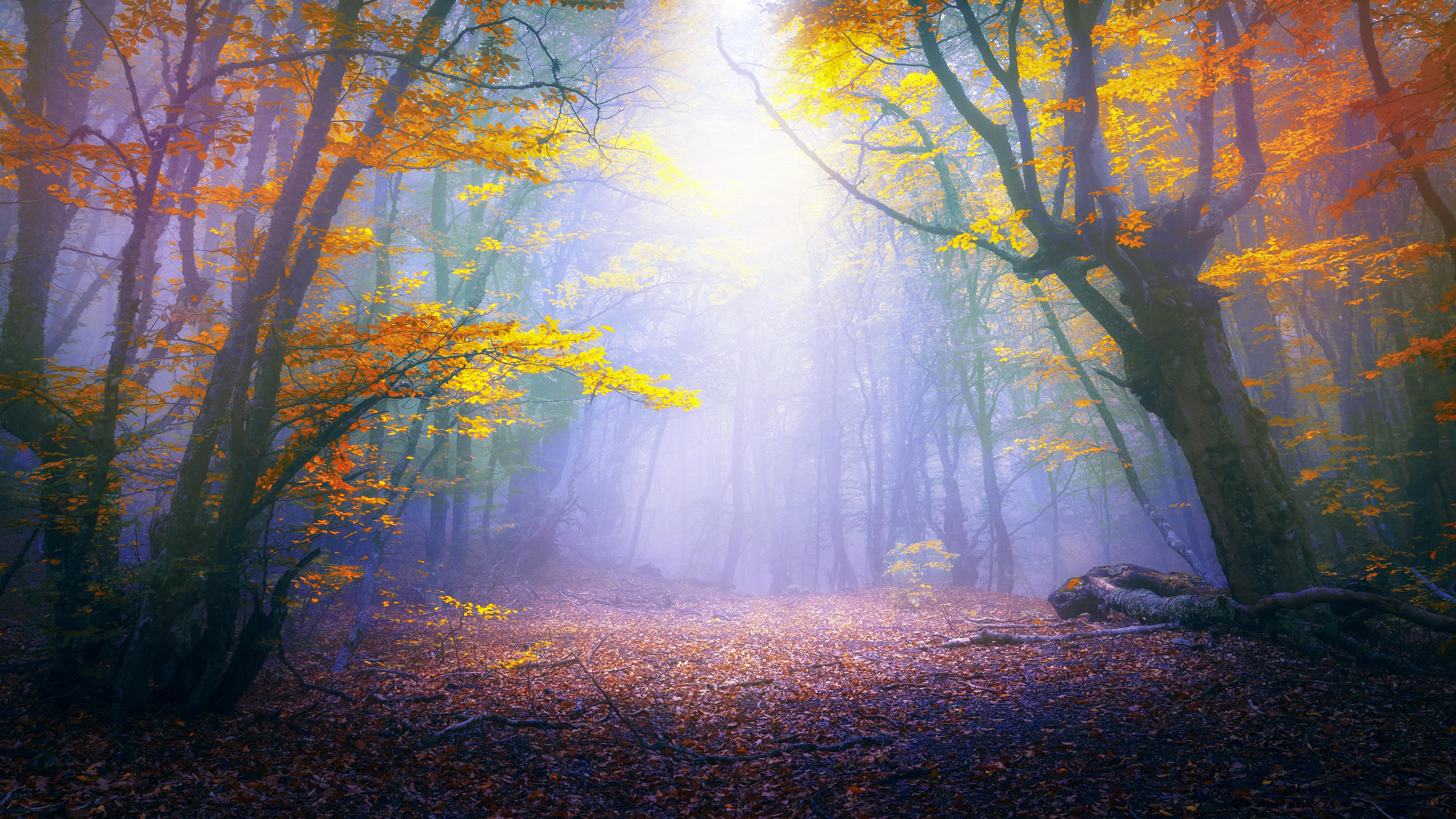 3840 x 2160 · jpeg - Enchanted Forest Desktop Wallpaper (78+ images)