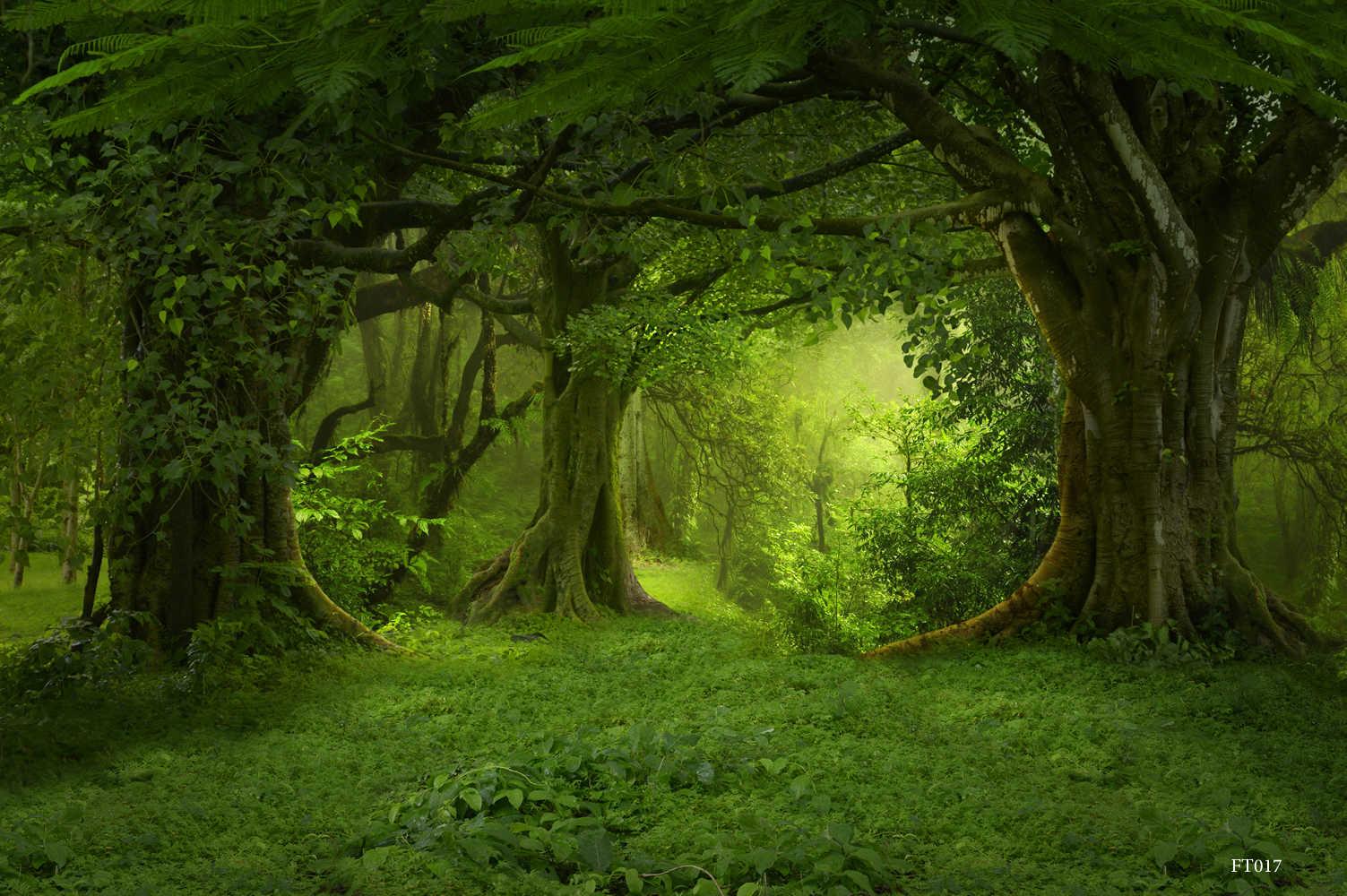 1503 x 1000 · jpeg - LIFE MAGIC BOX Photography Backdrops Fairy Tale Forest Photo Background ...
