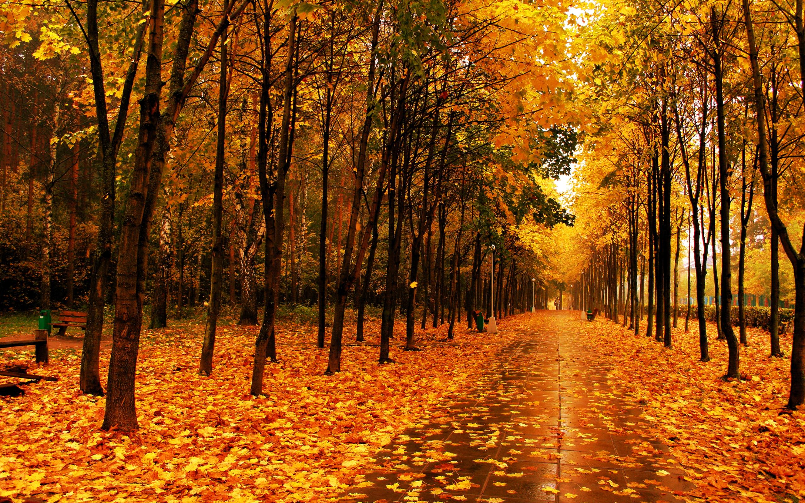 2560 x 1600 · jpeg - Free Autumn Screensavers Wallpaper - WallpaperSafari