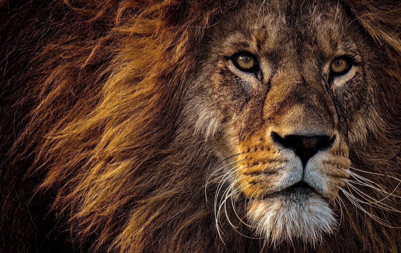 1280 x 809 · jpeg - Fierce Lion Pictures, Photos, and Images for Facebook, Tumblr ...