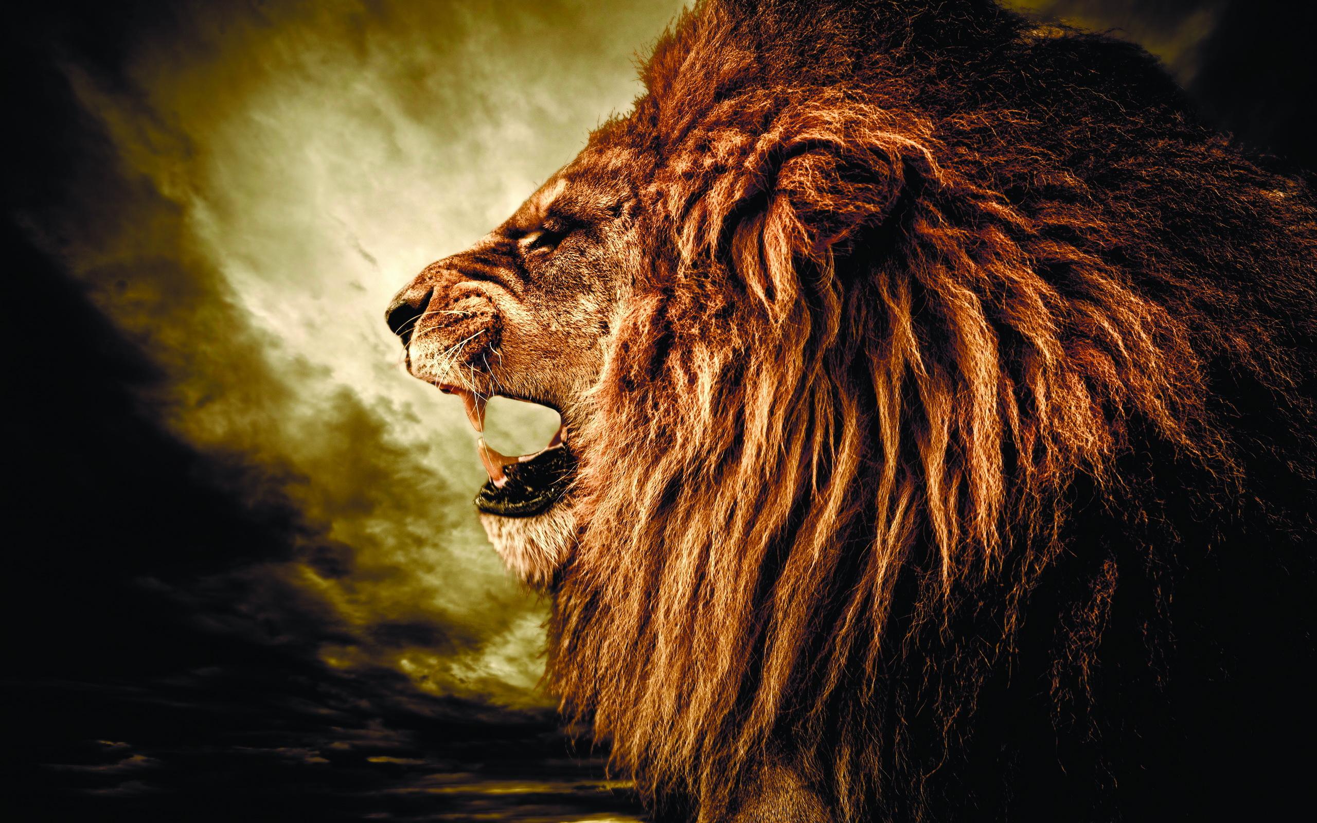 2560 x 1600 · jpeg - Lion HD Wallpaper | Background Image | 2560x1600
