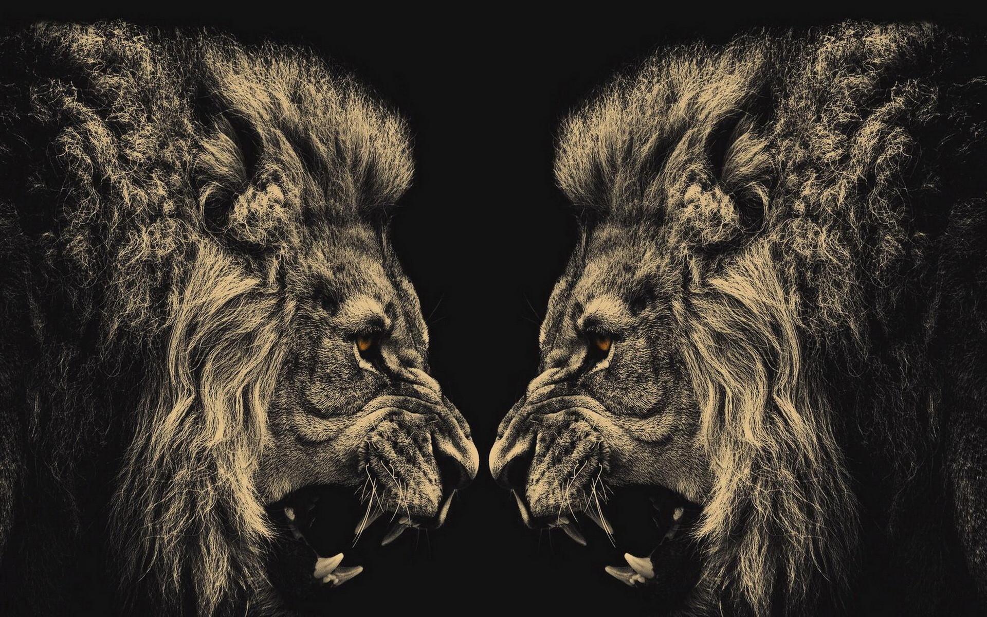 1920 x 1200 · jpeg - Lion Wallpaper Black and White (50+ images)