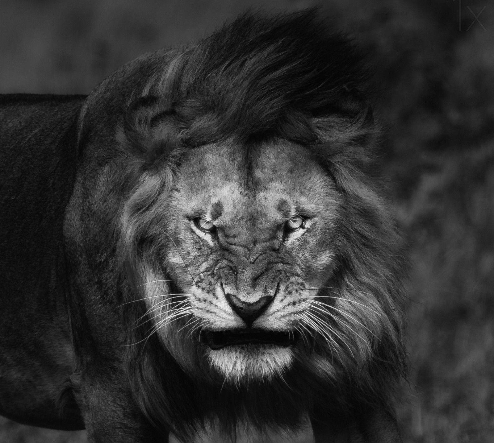 1600 x 1436 · jpeg - Angry Lion Face Wallpapers - Wallpaper Cave