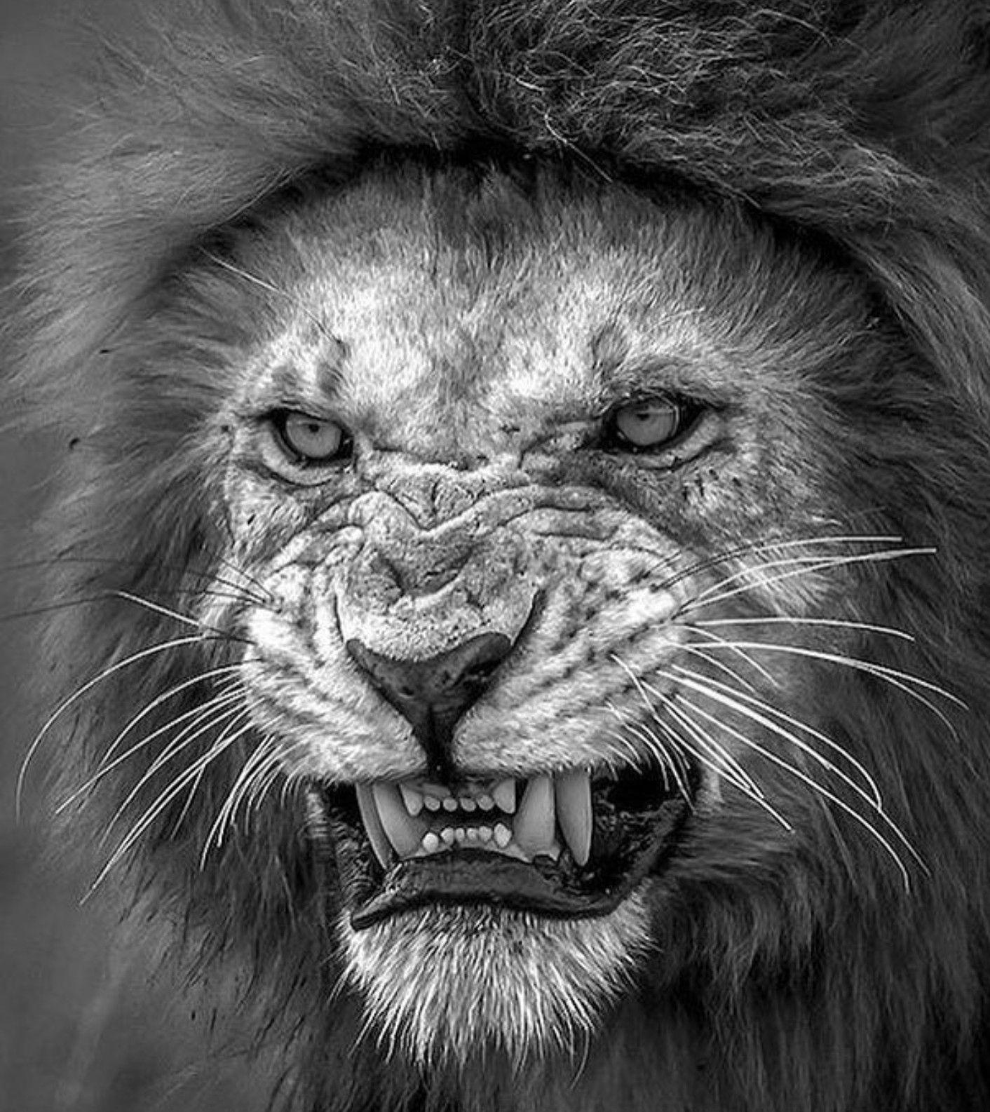 1412 x 1586 · jpeg - Pin by Jz on Body art tattoos | Lion pictures, Animals, Wildlife animals