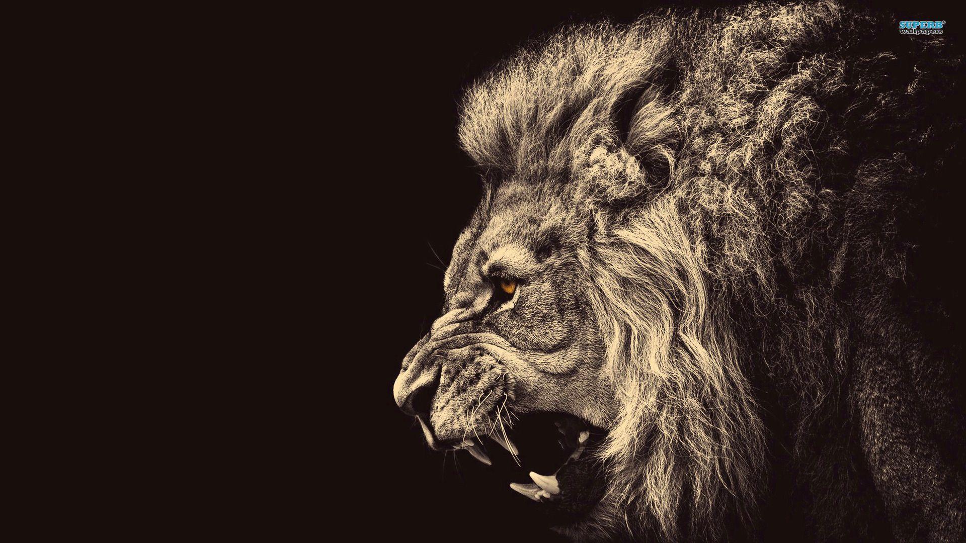 1920 x 1080 · jpeg - Pin by wall_lucky on SAY HELLO TO THE PREDATORS | Lion hd wallpaper ...