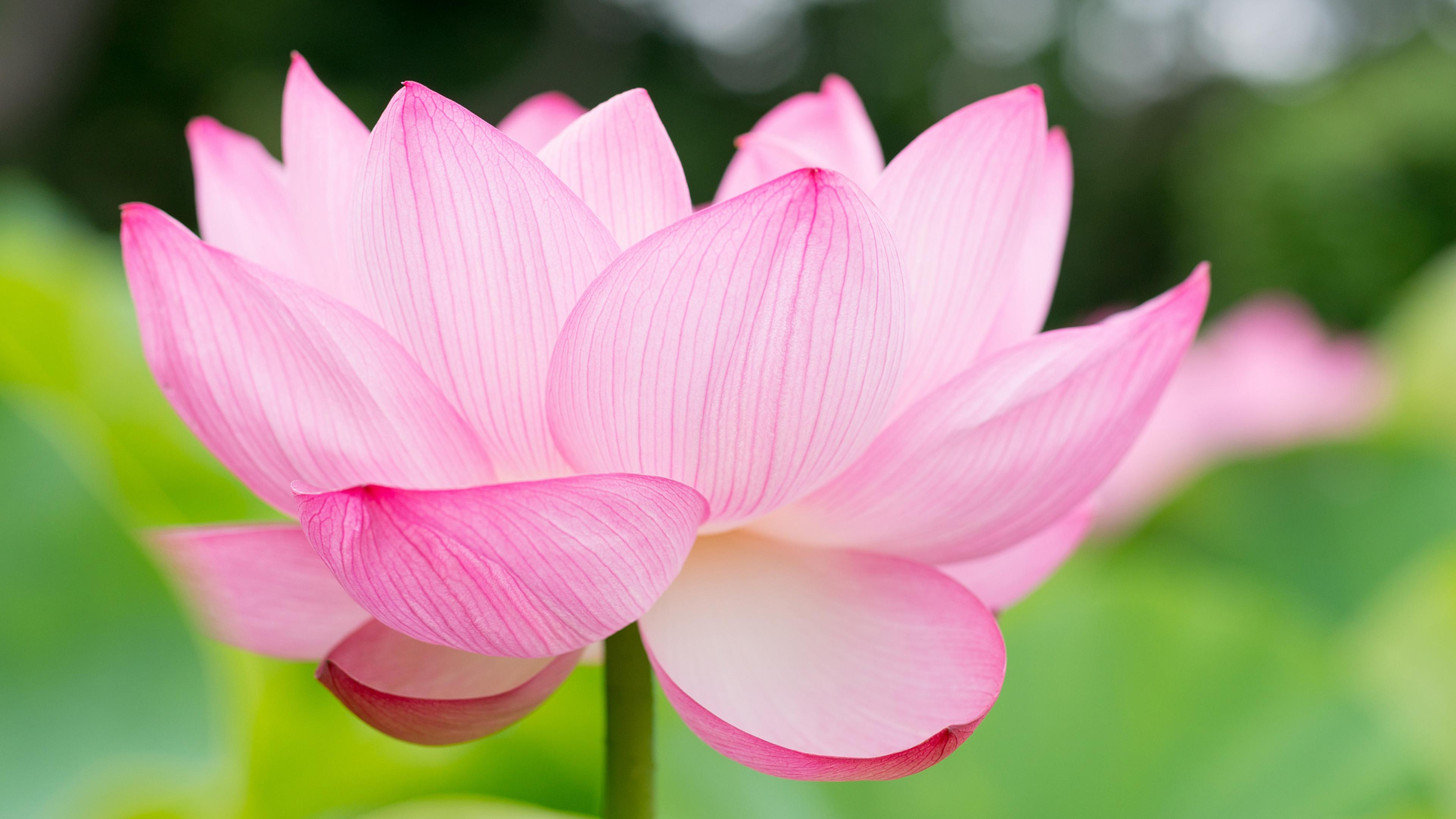 3840 x 2160 · jpeg - Lotus Flower Wallpapers, Pictures, Images