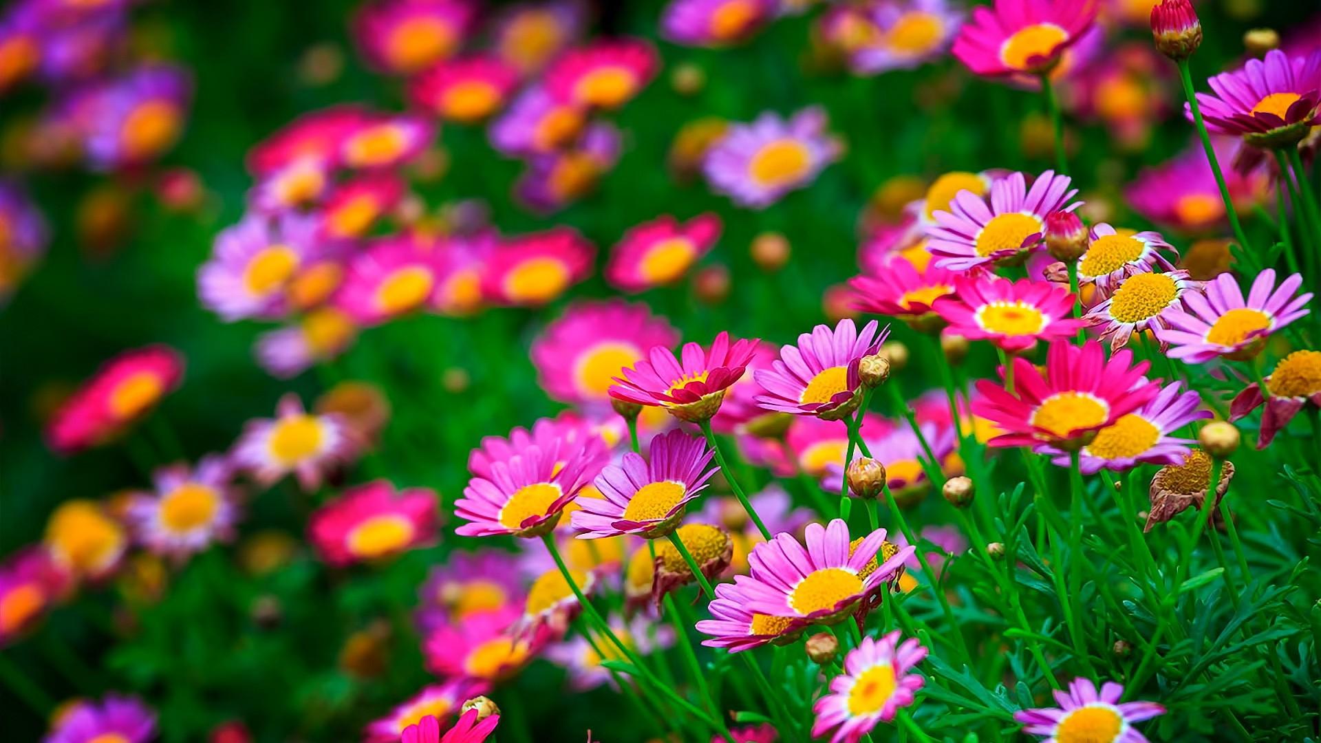 1920 x 1080 · jpeg - flowers, Nature, Pink Flowers Wallpapers HD / Desktop and Mobile ...