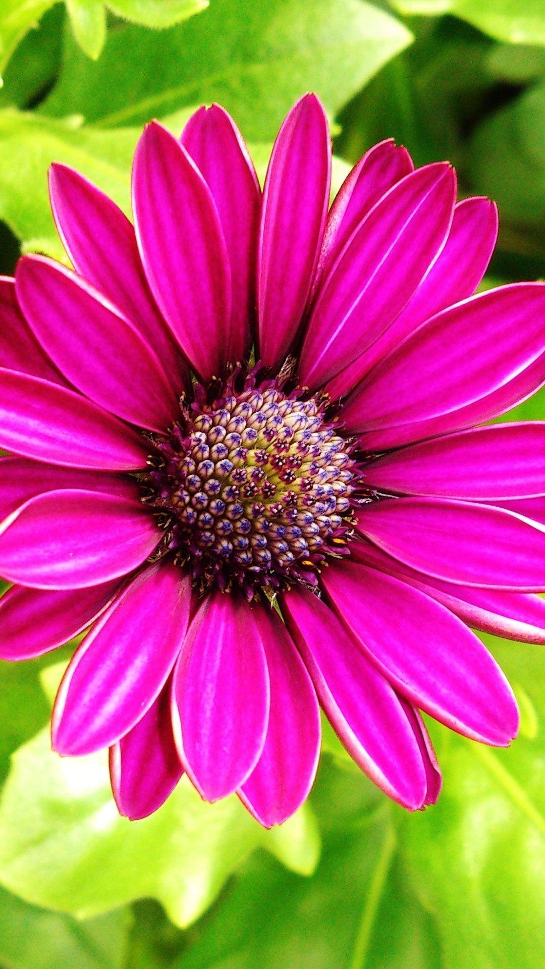 1080 x 1920 · jpeg - Colourful Flower Wallpapers - Wallpaper Cave