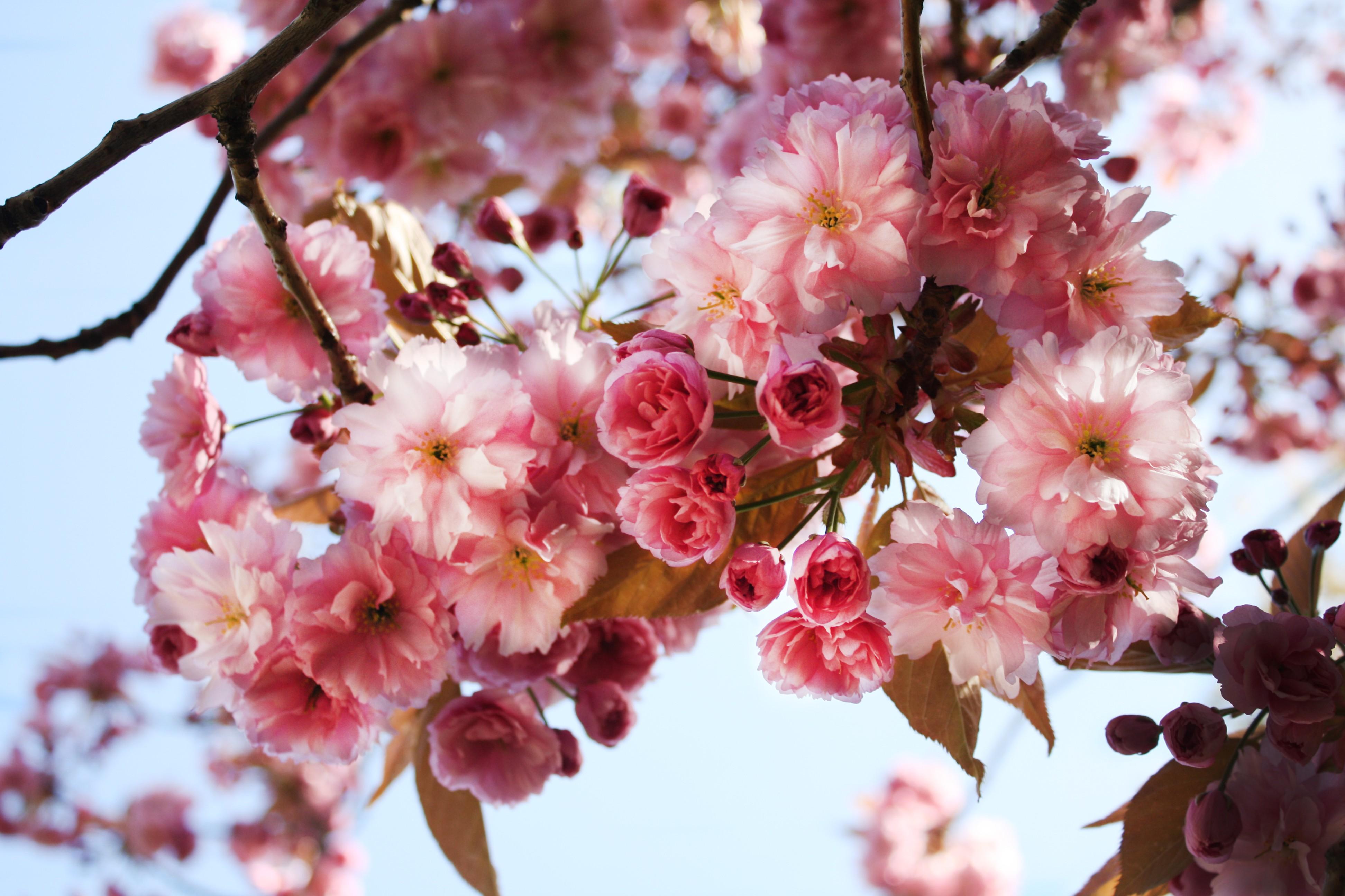 3888 x 2592 · jpeg - pink flowers, Bright, Closeup, Photoshopped, Photography, Natural light ...