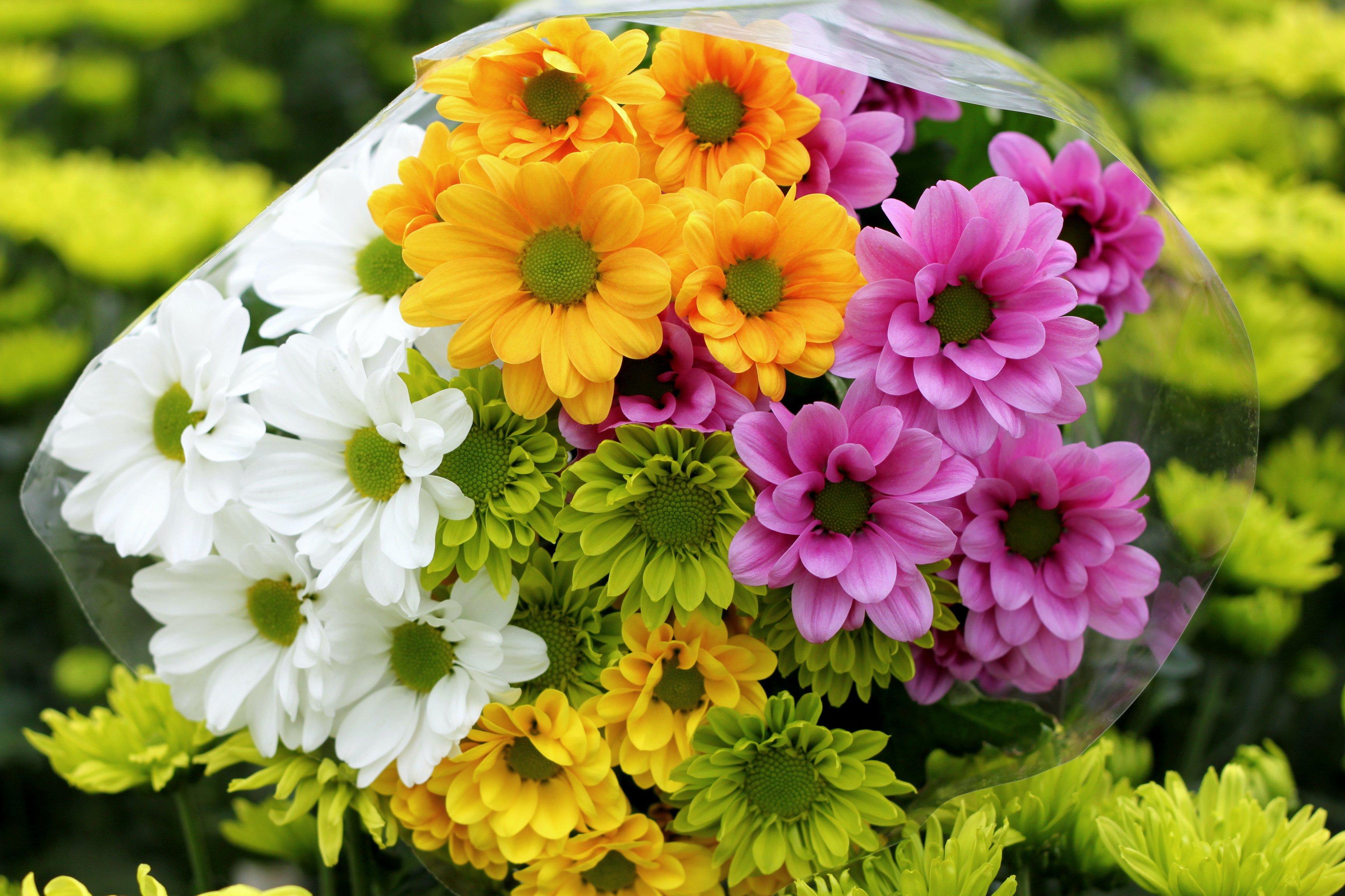3456 x 2304 · jpeg - chrysanthemums, Bouquets, Flowers Wallpapers HD / Desktop and Mobile ...