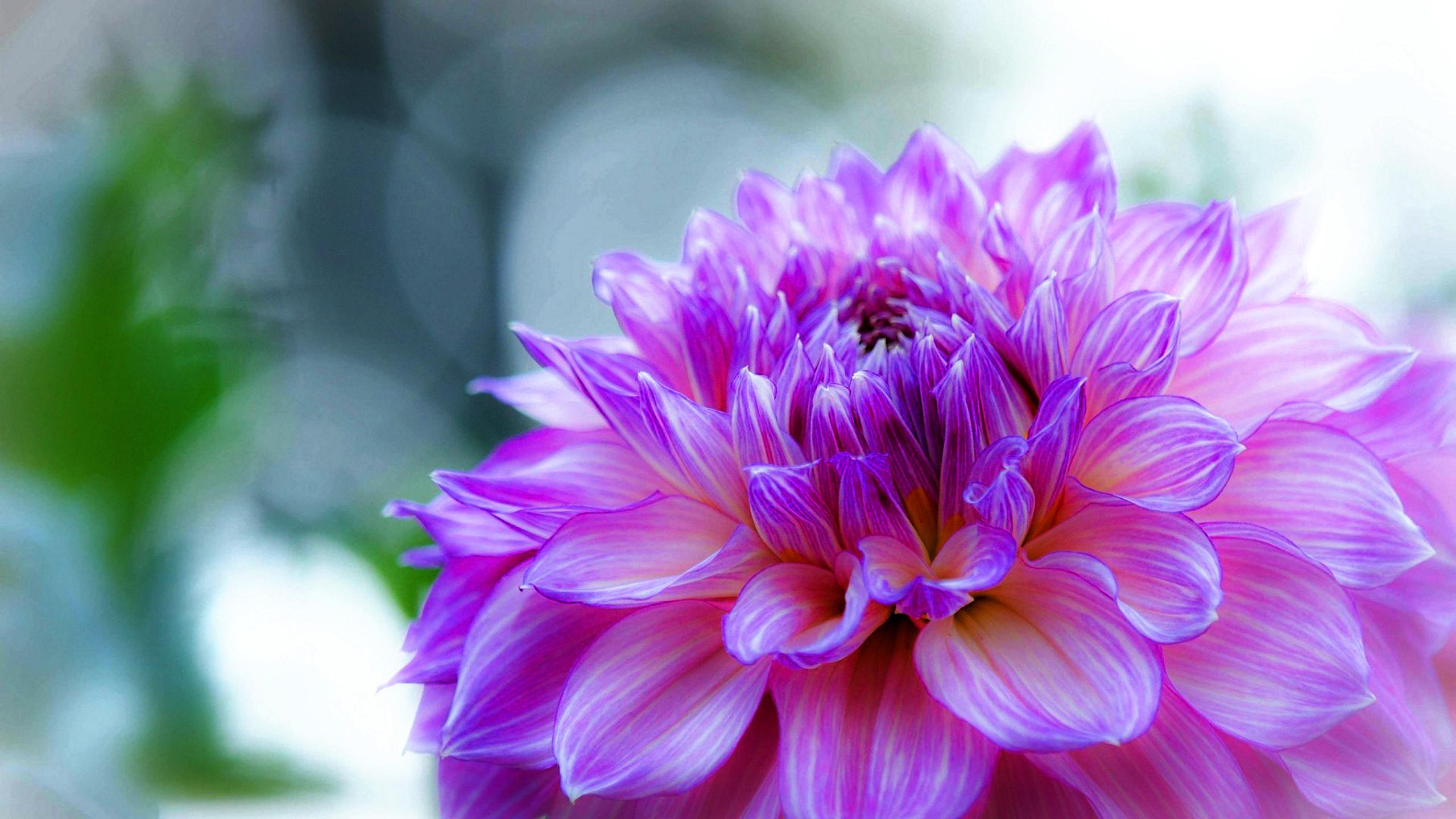 2560 x 1440 · jpeg - Dahlia Delicate Purple Flower Desktop Wallpaper Hd 2560x1440 ...