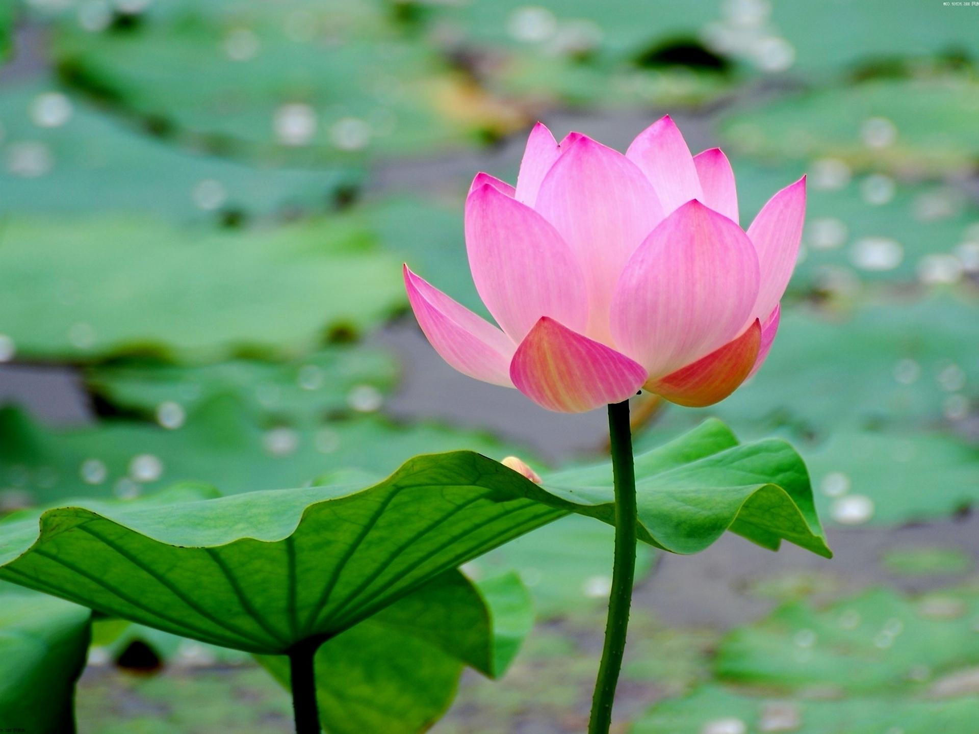 1920 x 1440 · jpeg - Lotus Flower Wallpapers, Pictures, Images