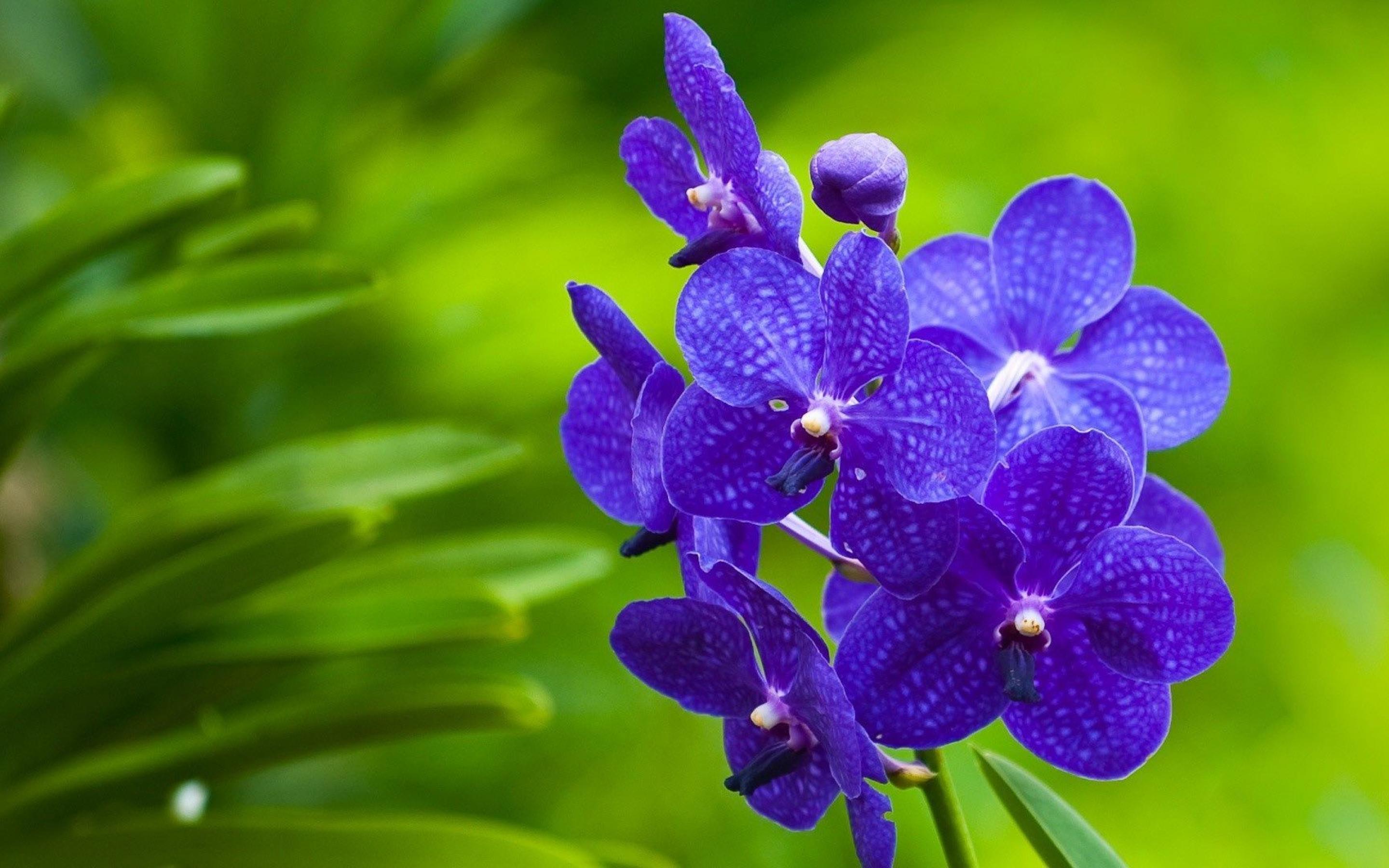 2880 x 1800 · jpeg - orchid flower images - HD Desktop Wallpapers | 4k HD
