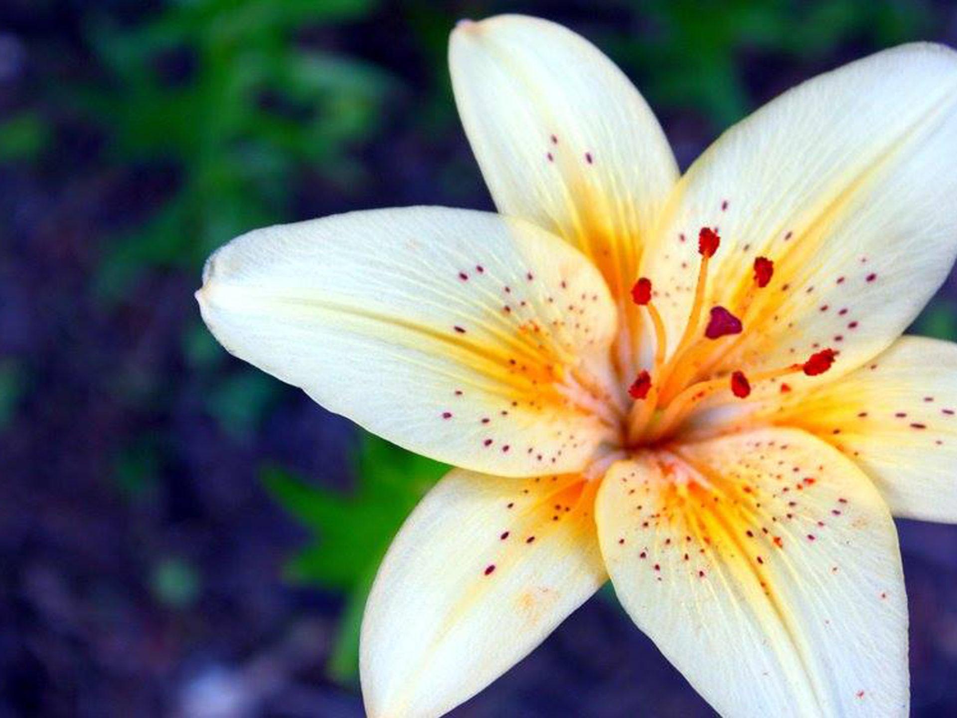 1920 x 1440 · jpeg - Lily Flower Wallpapers Hd 2560x1600 : Wallpapers13