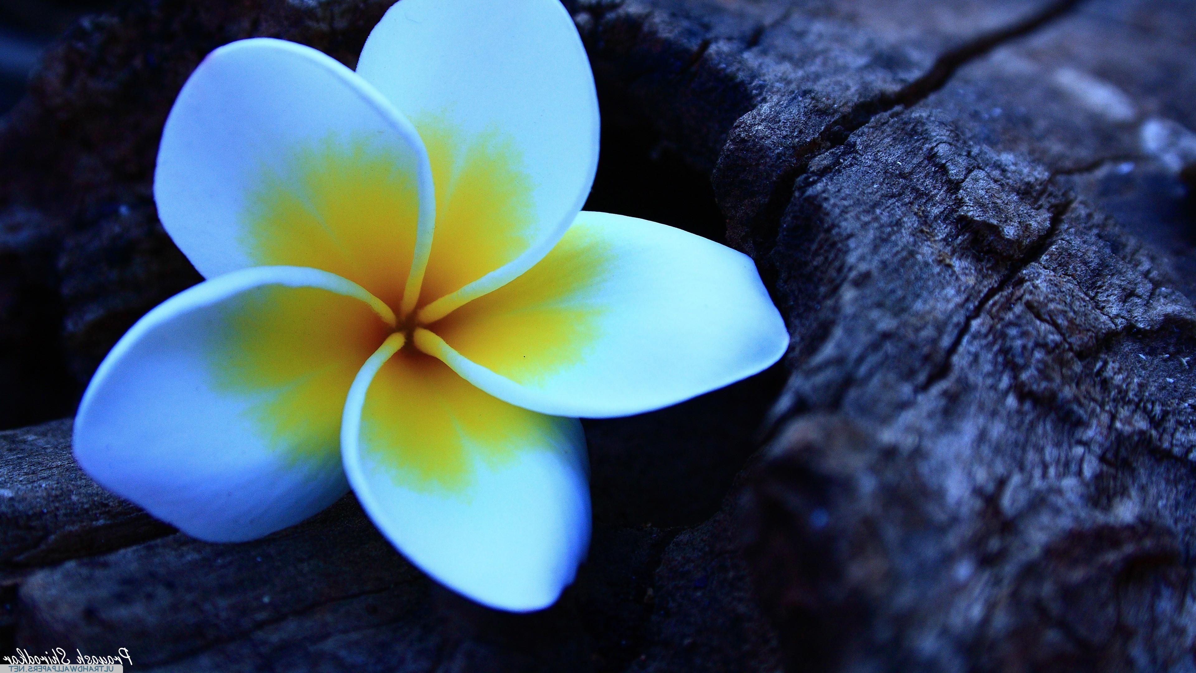 3840 x 2160 · jpeg - Plumeria, Flowers Wallpapers HD / Desktop and Mobile Backgrounds