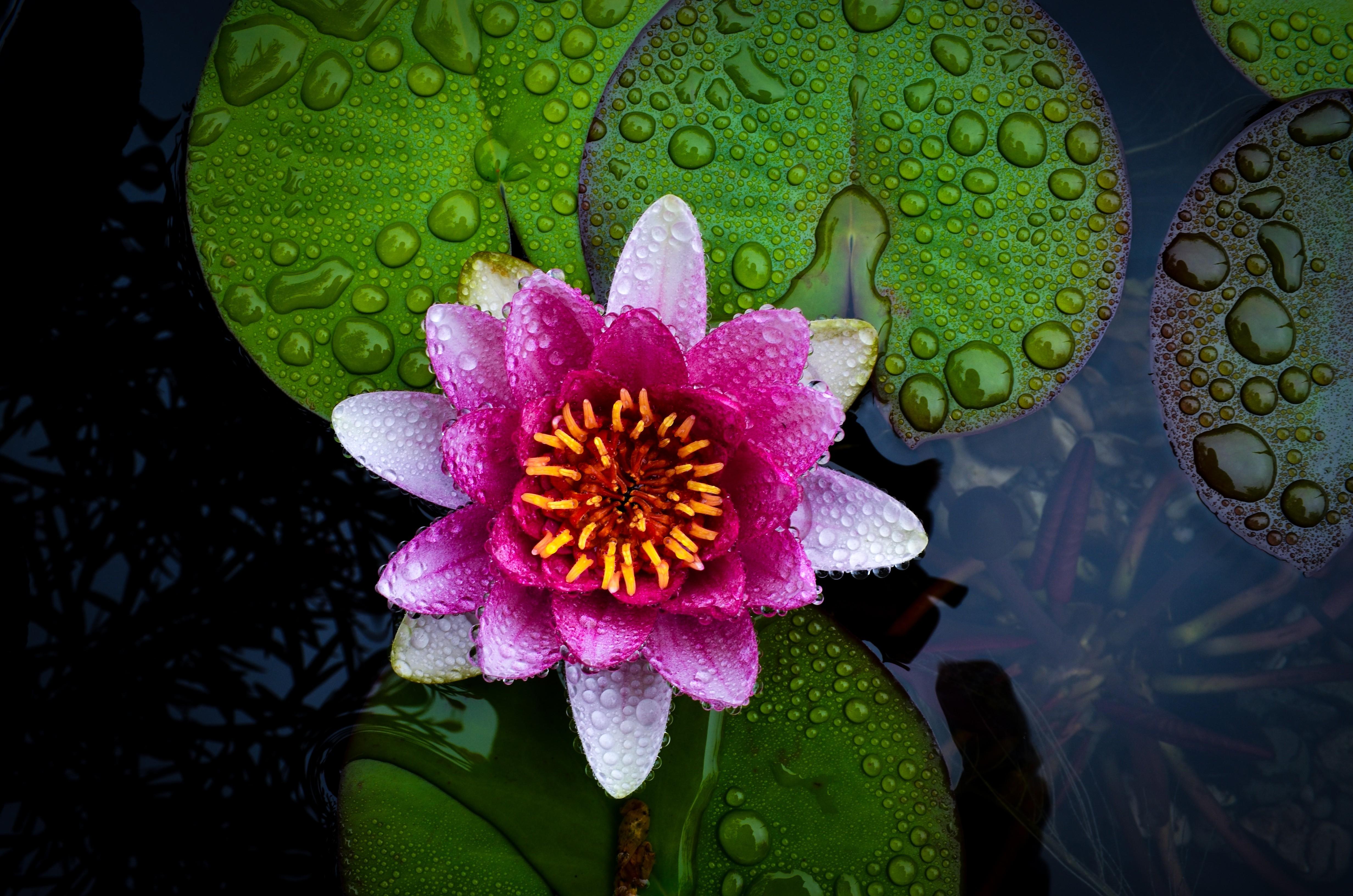 4928 x 3264 · jpeg - water Lilies, Nature, Flowers Wallpapers HD / Desktop and Mobile ...