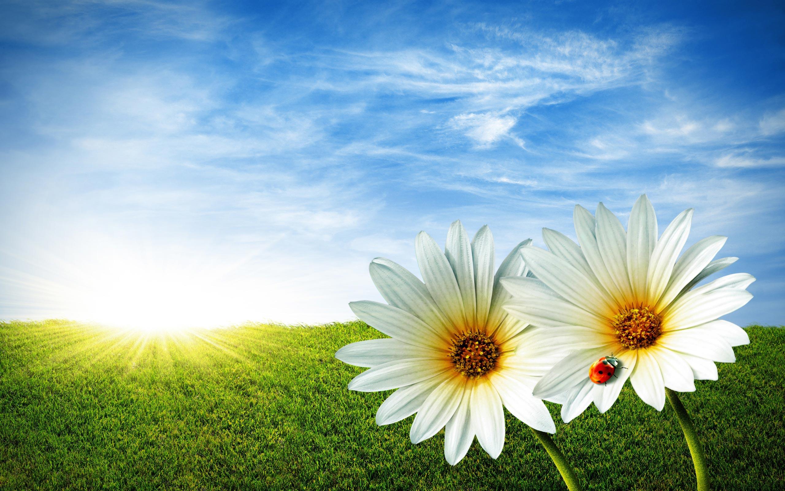 2560 x 1600 · jpeg - Spring Flowers Backgrounds HD (30+) | PixelsTalk