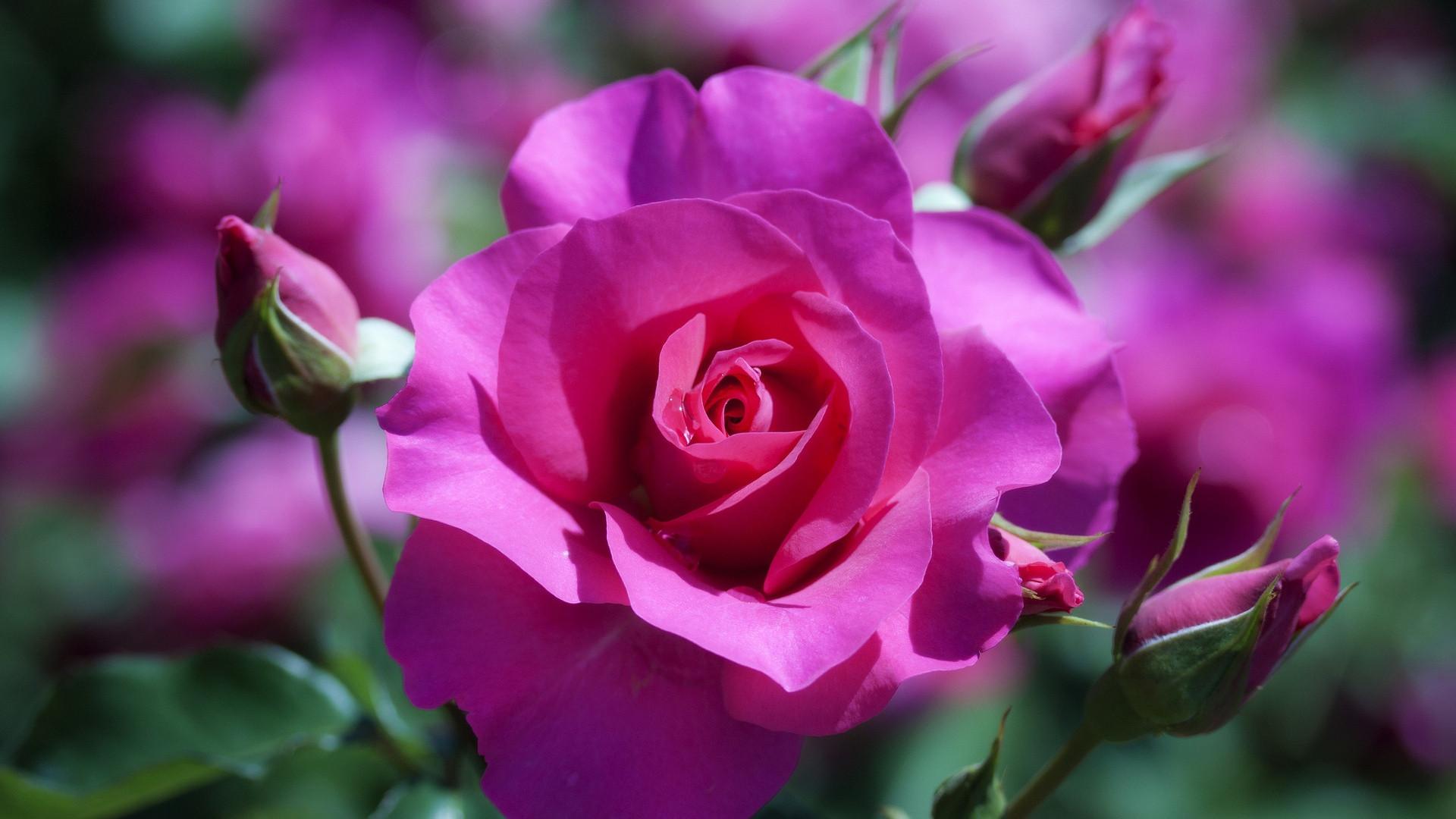 1920 x 1080 · jpeg - Rose Flower Wallpaper HD | PixelsTalk