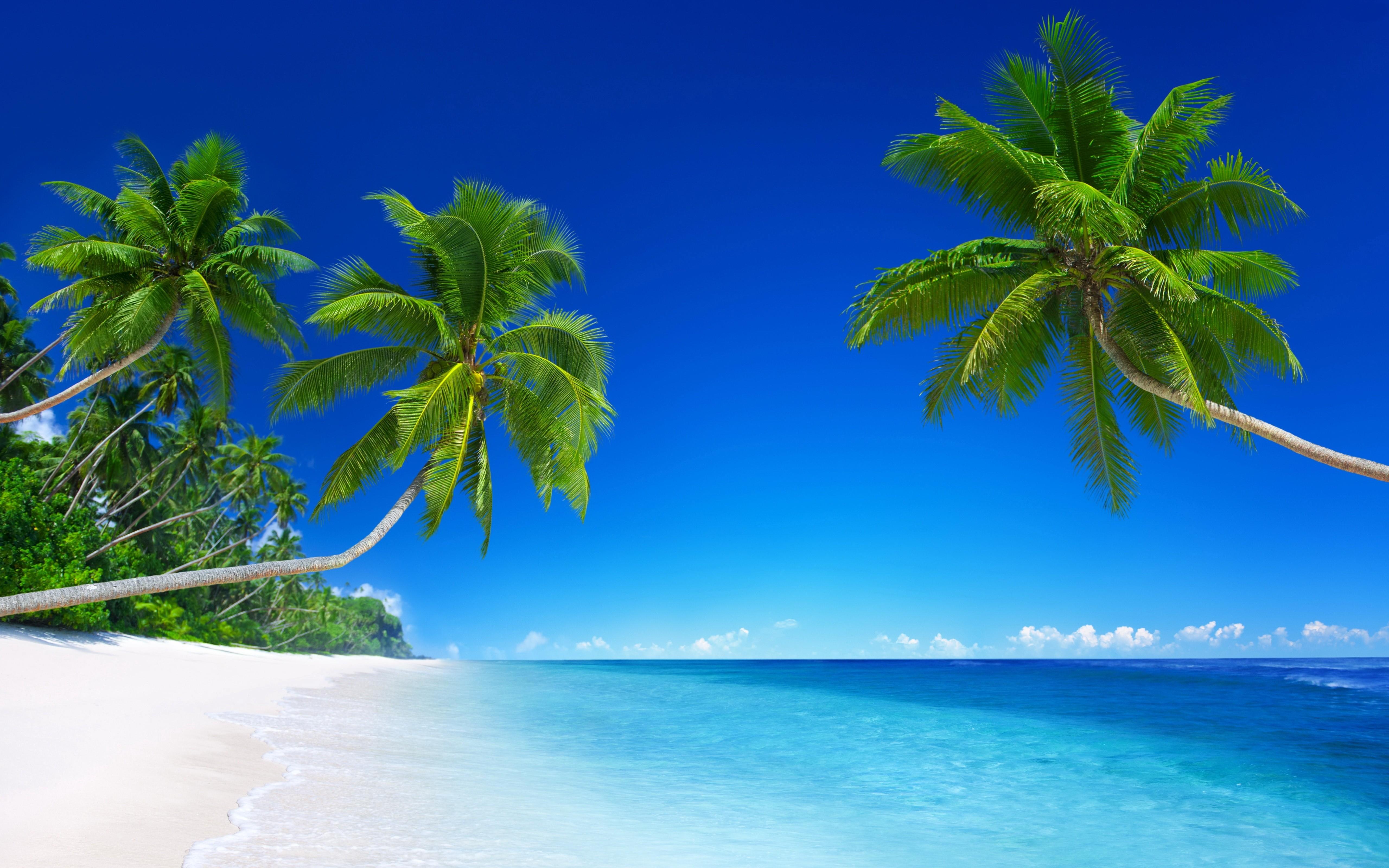 5120 x 3200 · jpeg - landscape, Tropical, Beach, Palm trees Wallpapers HD / Desktop and ...