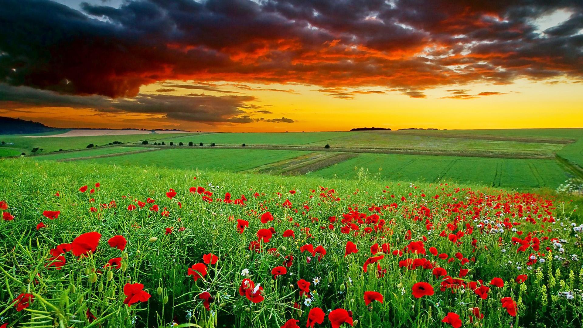 1920 x 1080 · jpeg - Full HD Nature Wallpapers 1080p Desktop in Green Landscape with Flowers ...