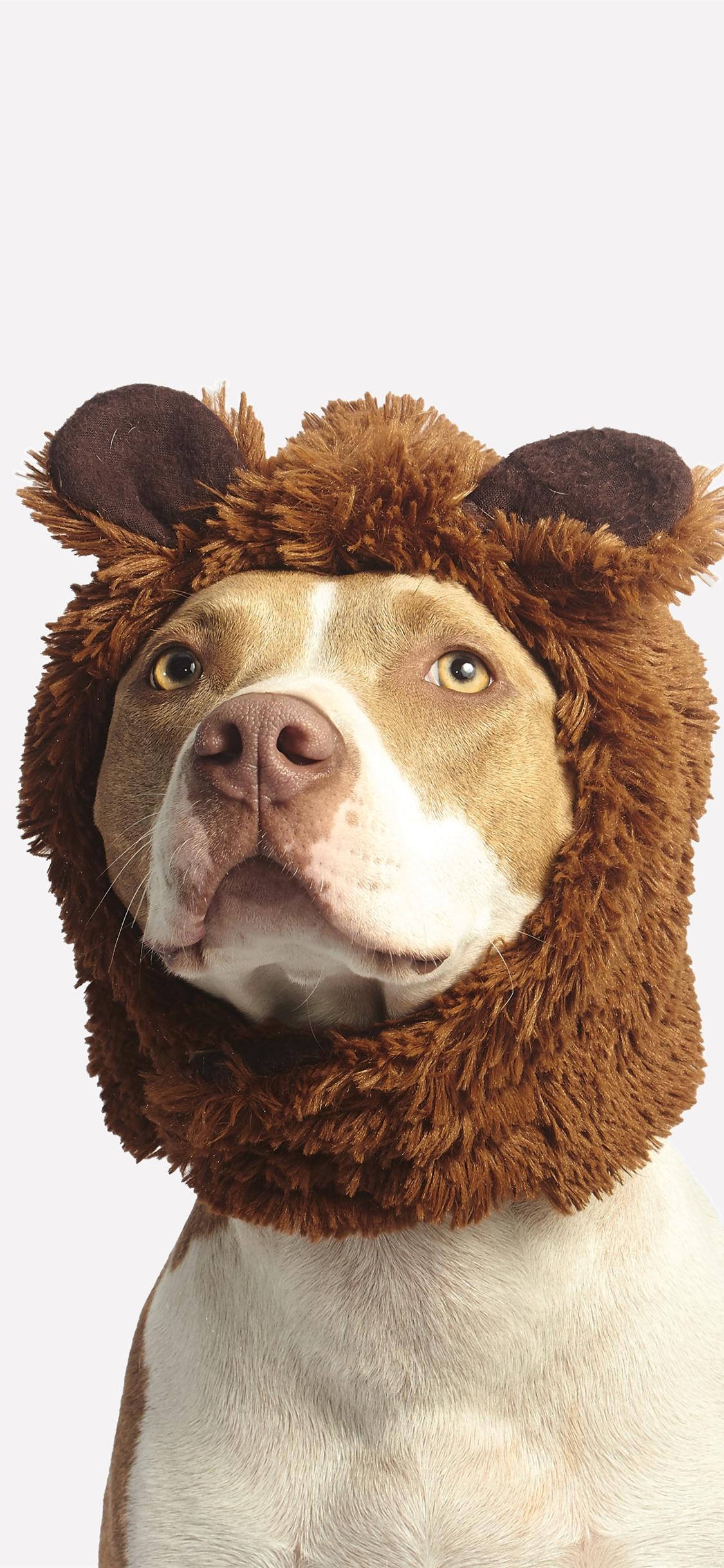 1125 x 2436 · jpeg - Funny animals, dog, hat iPhone X 8,7,6,5,4,3GS wallpaper download ...