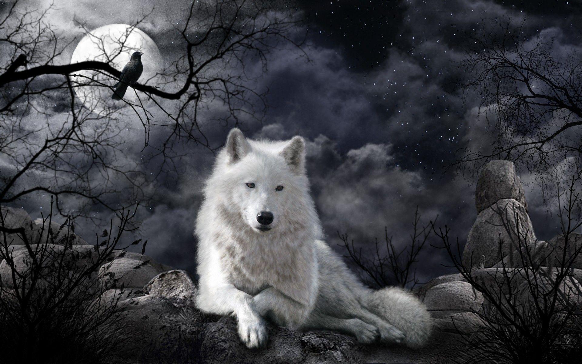 1920 x 1200 · jpeg - Game of Thrones Wolf Wallpapers - Top Free Game of Thrones Wolf ...