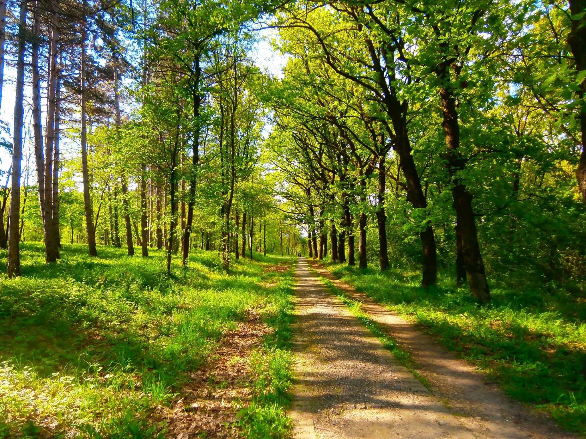 2048 x 1536 · jpeg - nature, Spring, Green, Trees, Serbia Wallpapers HD / Desktop and Mobile ...