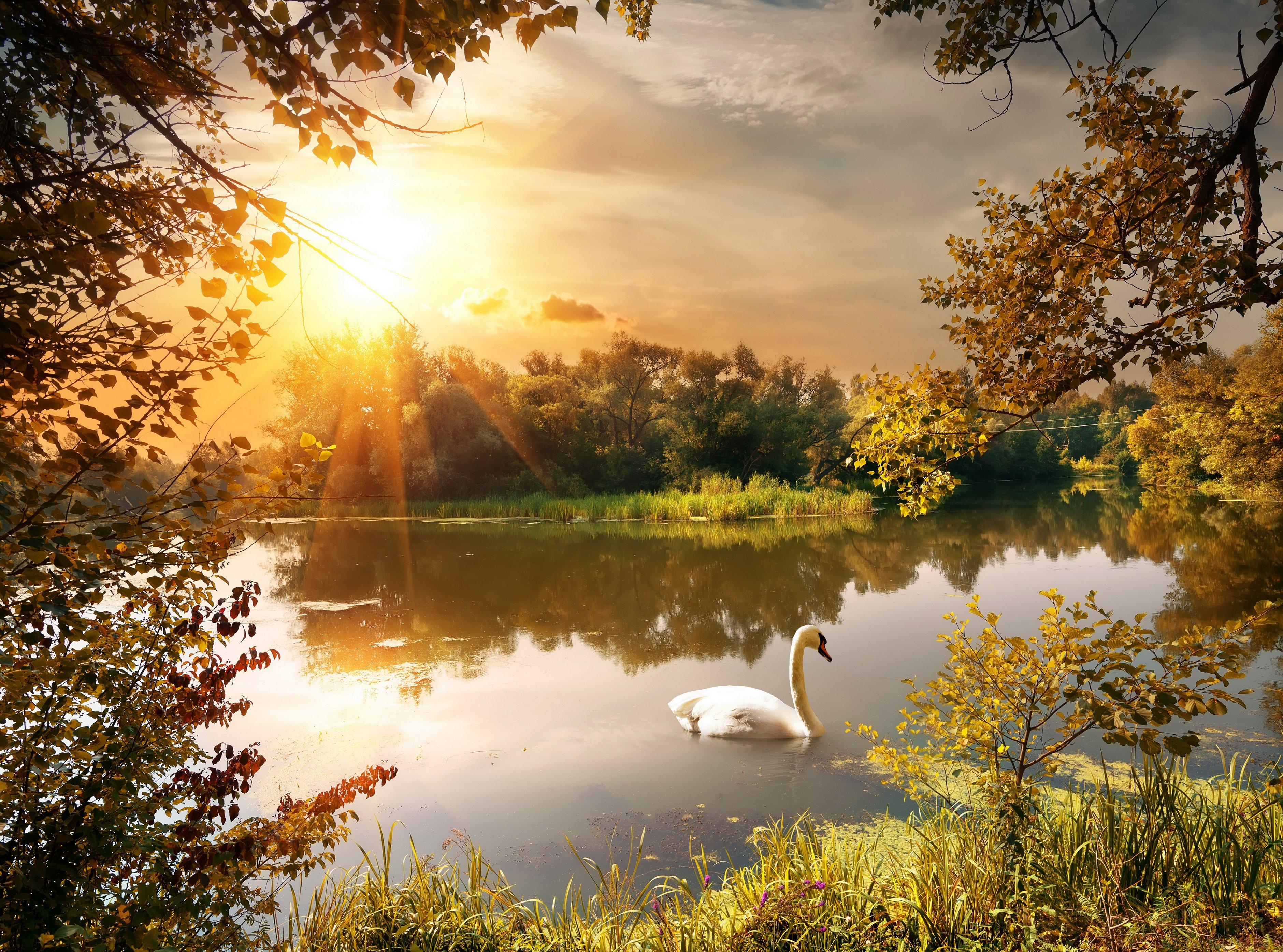 3760 x 2790 · jpeg - autumn, River, Swan, Sunrises, And, Sunsets, Scenery, Nature Wallpapers ...