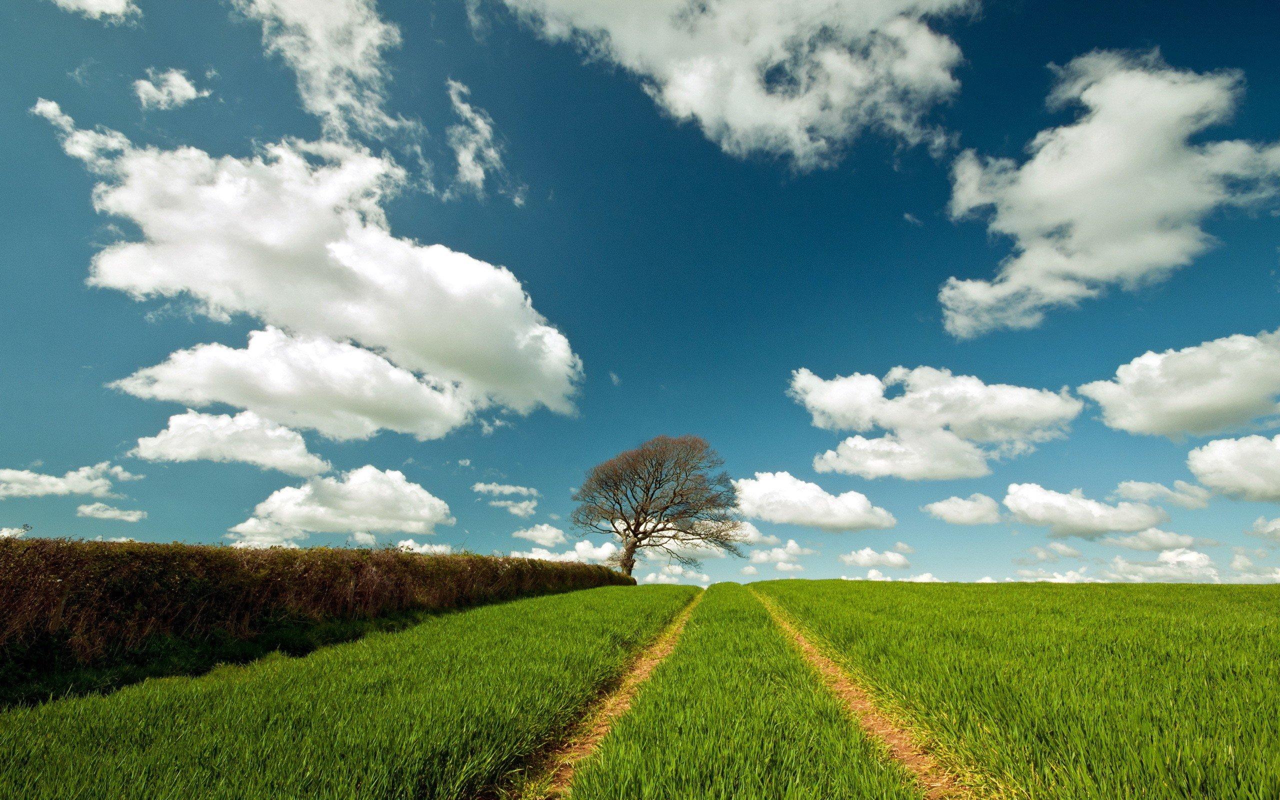 2560 x 1600 · jpeg - clouds, Landscapes, Trees, Skyscapes Wallpapers HD / Desktop and Mobile ...