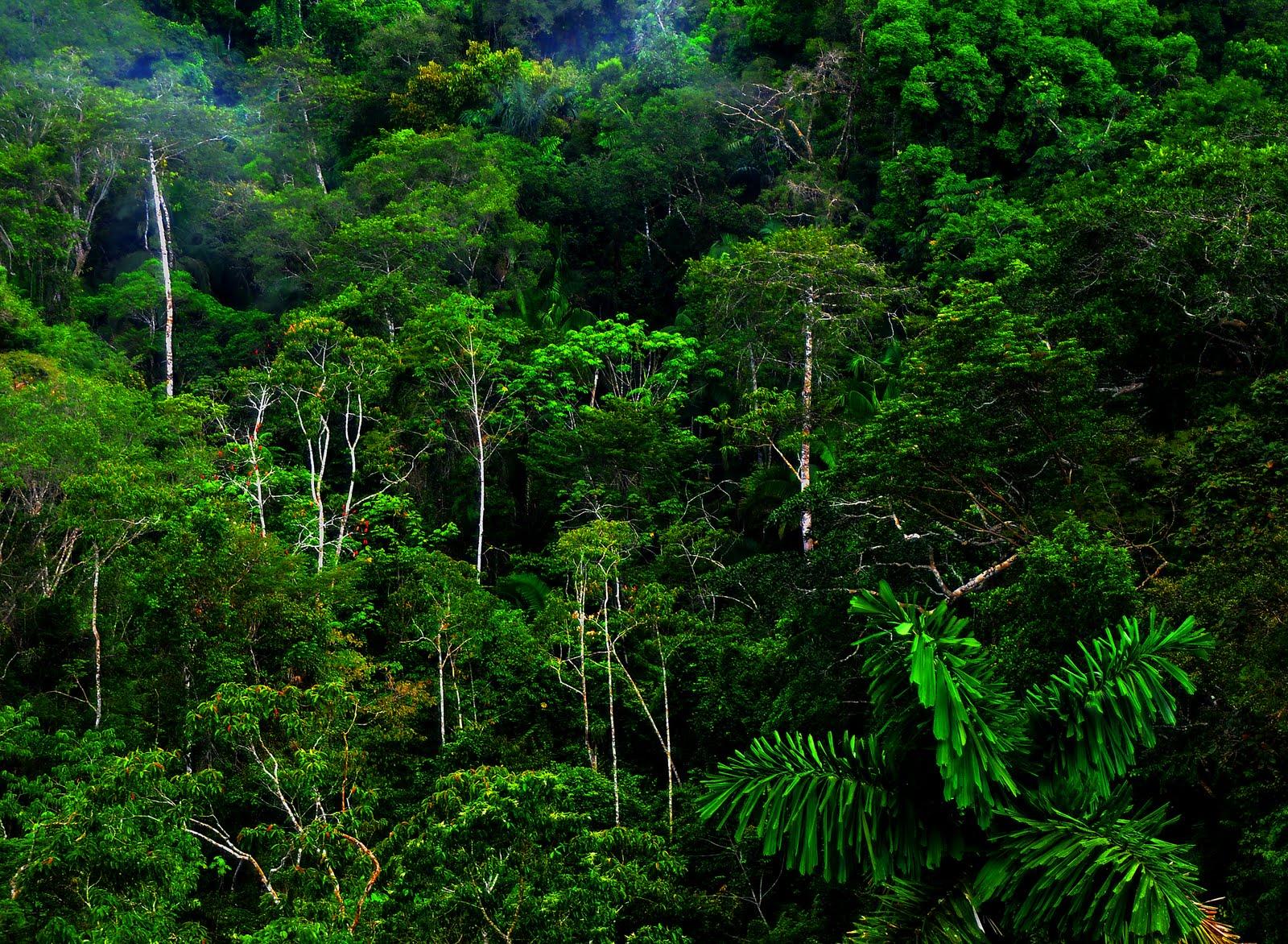 1600 x 1172 · jpeg - Jungle Forest HD Wallpapers Photos | Desktop Wallpapers