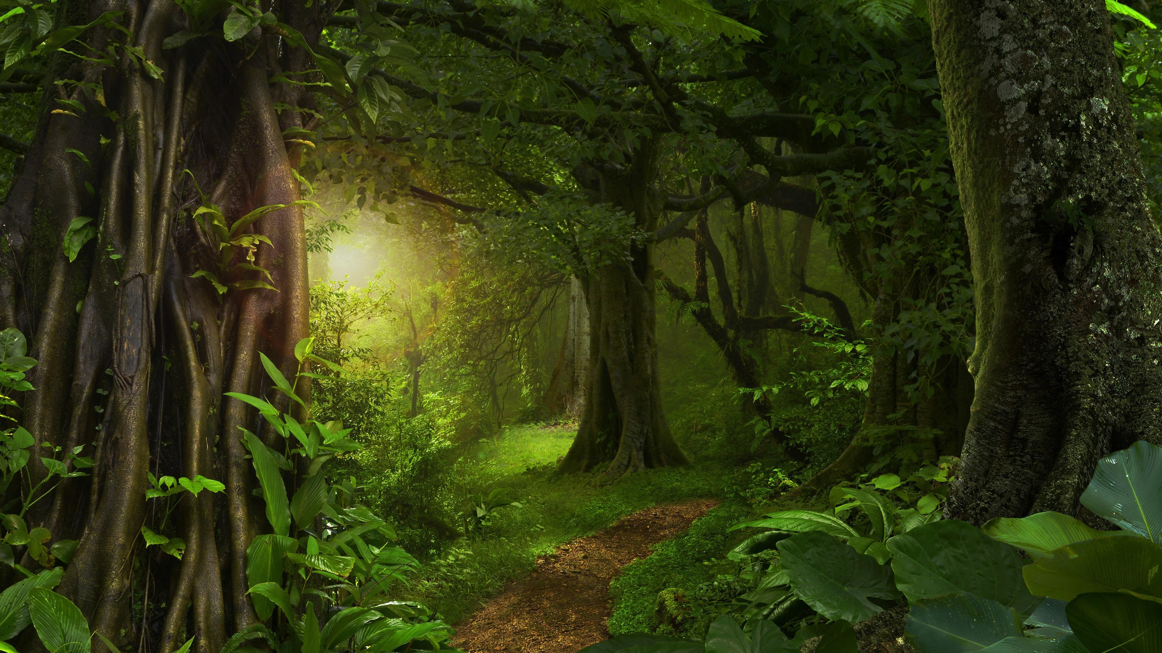 3840 x 2160 · jpeg - Wallpaper Forest, jungle, trees, path, green 3840x2160 UHD 4K Picture ...