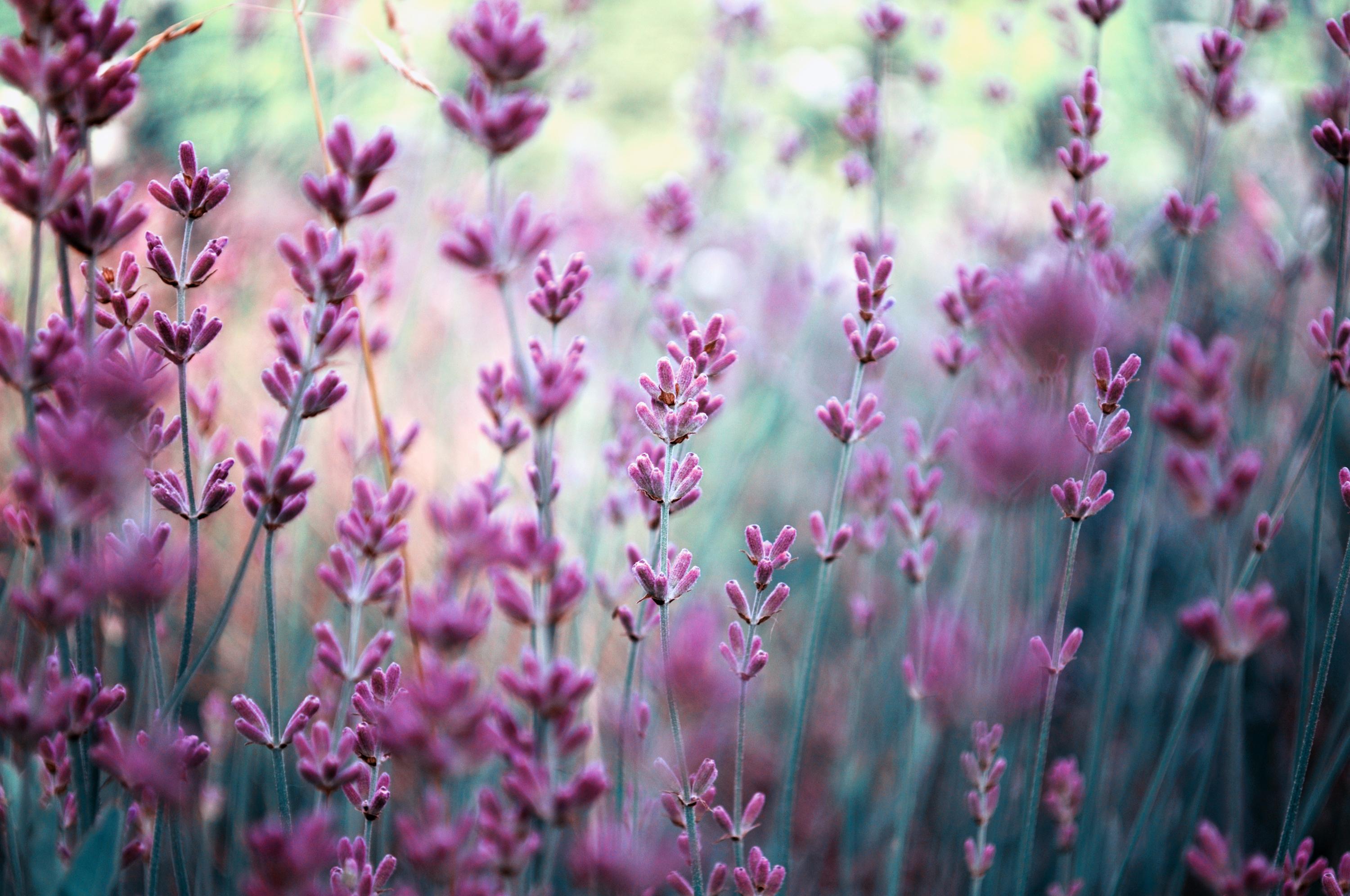 3000 x 1993 · jpeg - Lavender Wallpapers High Quality | Download Free