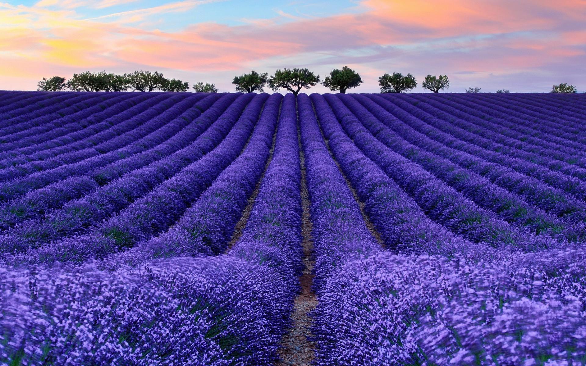 1920 x 1200 · jpeg - nature, Colorful, Photography, Lavender Wallpapers HD / Desktop and ...