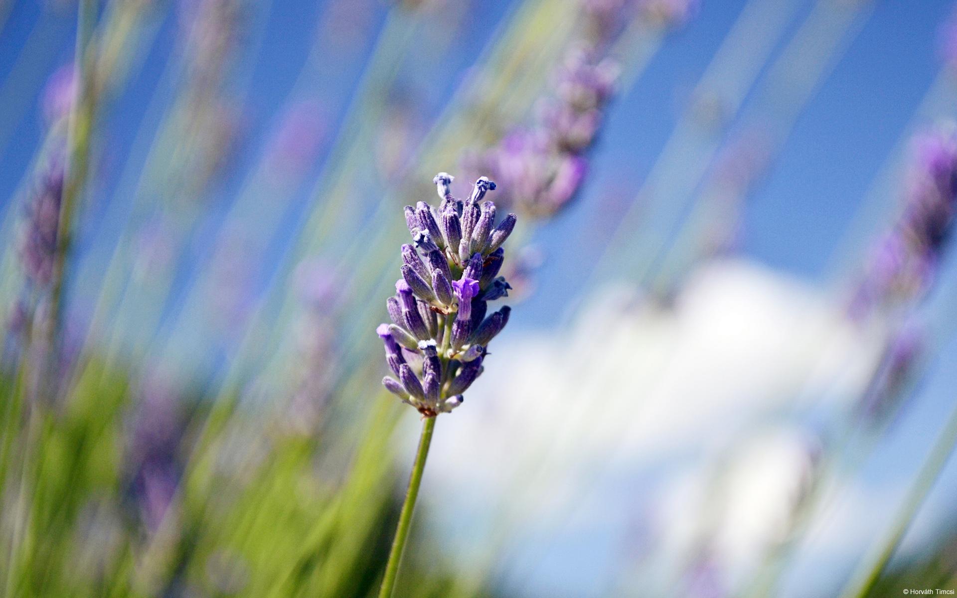 1920 x 1200 · jpeg - Lavender Wallpapers | Wallpapers HD