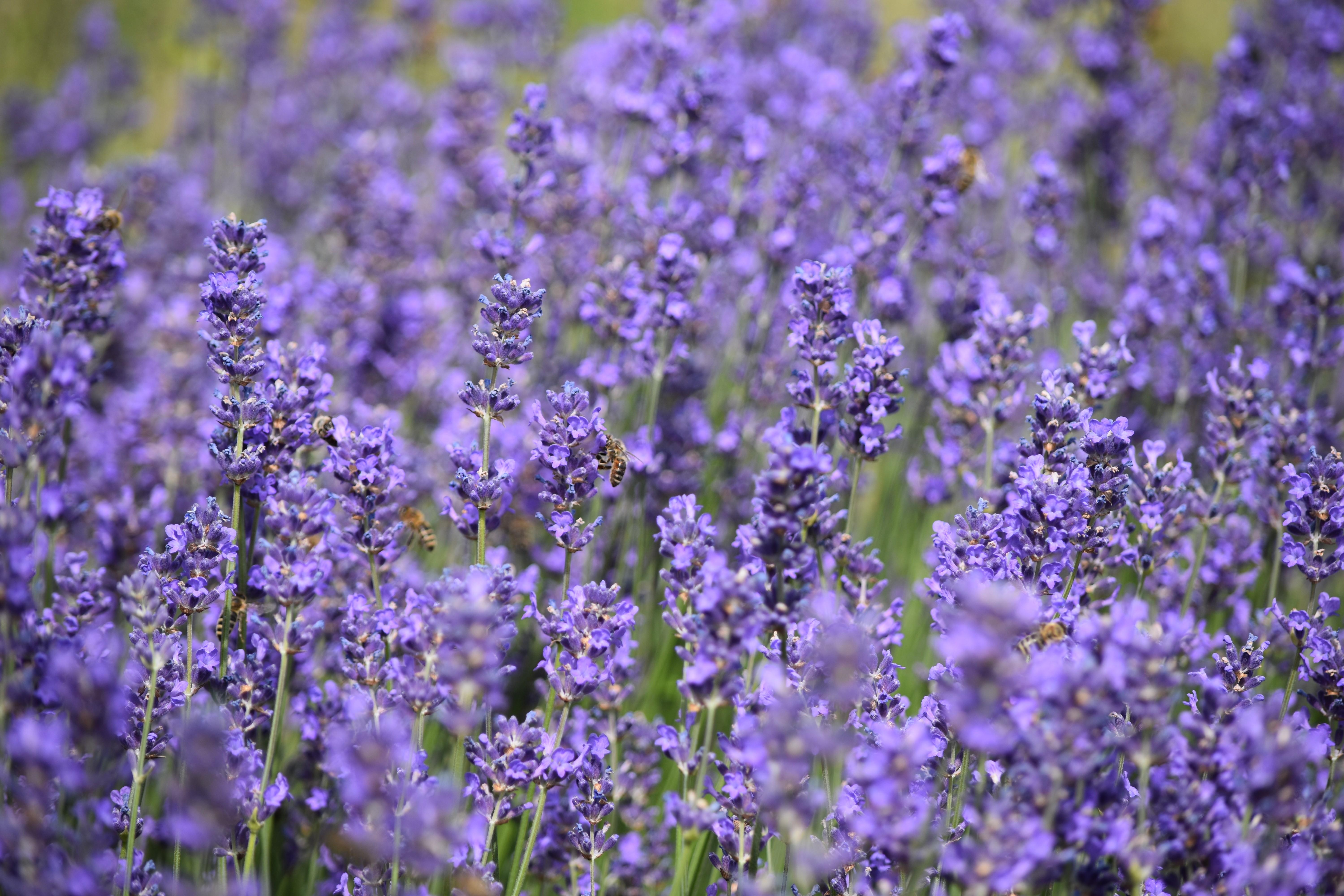 6000 x 4000 · jpeg - lavender, Purple, Nature Wallpapers HD / Desktop and Mobile Backgrounds