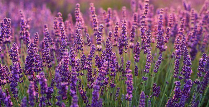 1920 x 1080 · jpeg - Desktop wallpaper lavenders, lavender farm, plants, hd image, picture ...