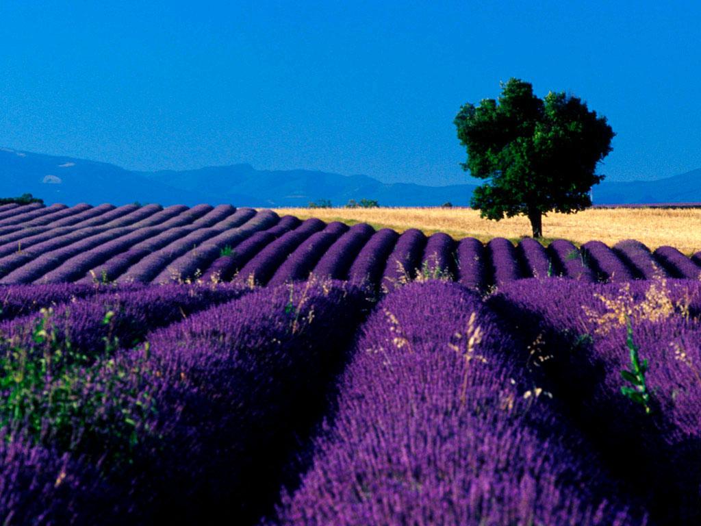 1024 x 768 · jpeg - Lavender Wallpaper Free HD Backgrounds Images Pictures