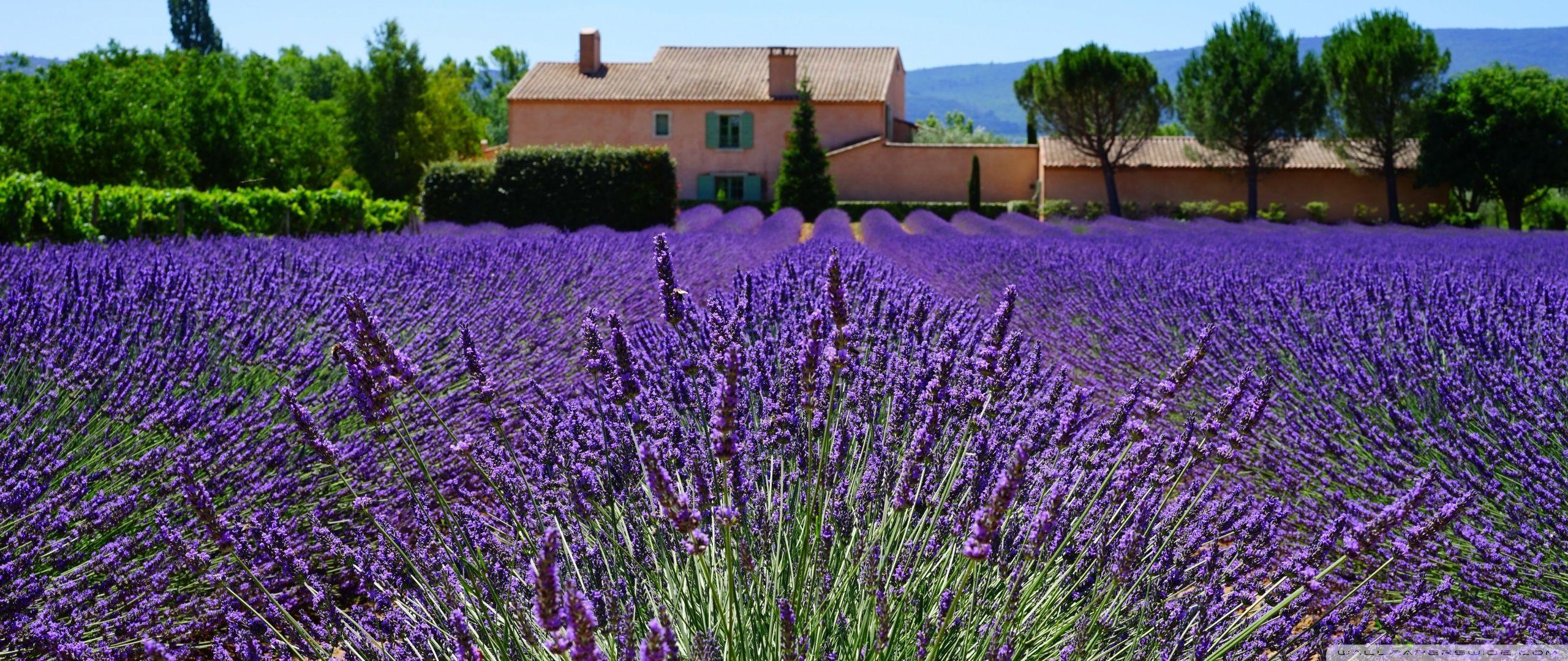 2560 x 1080 · jpeg - Lavender Fields France Wallpapers - Wallpaper Cave