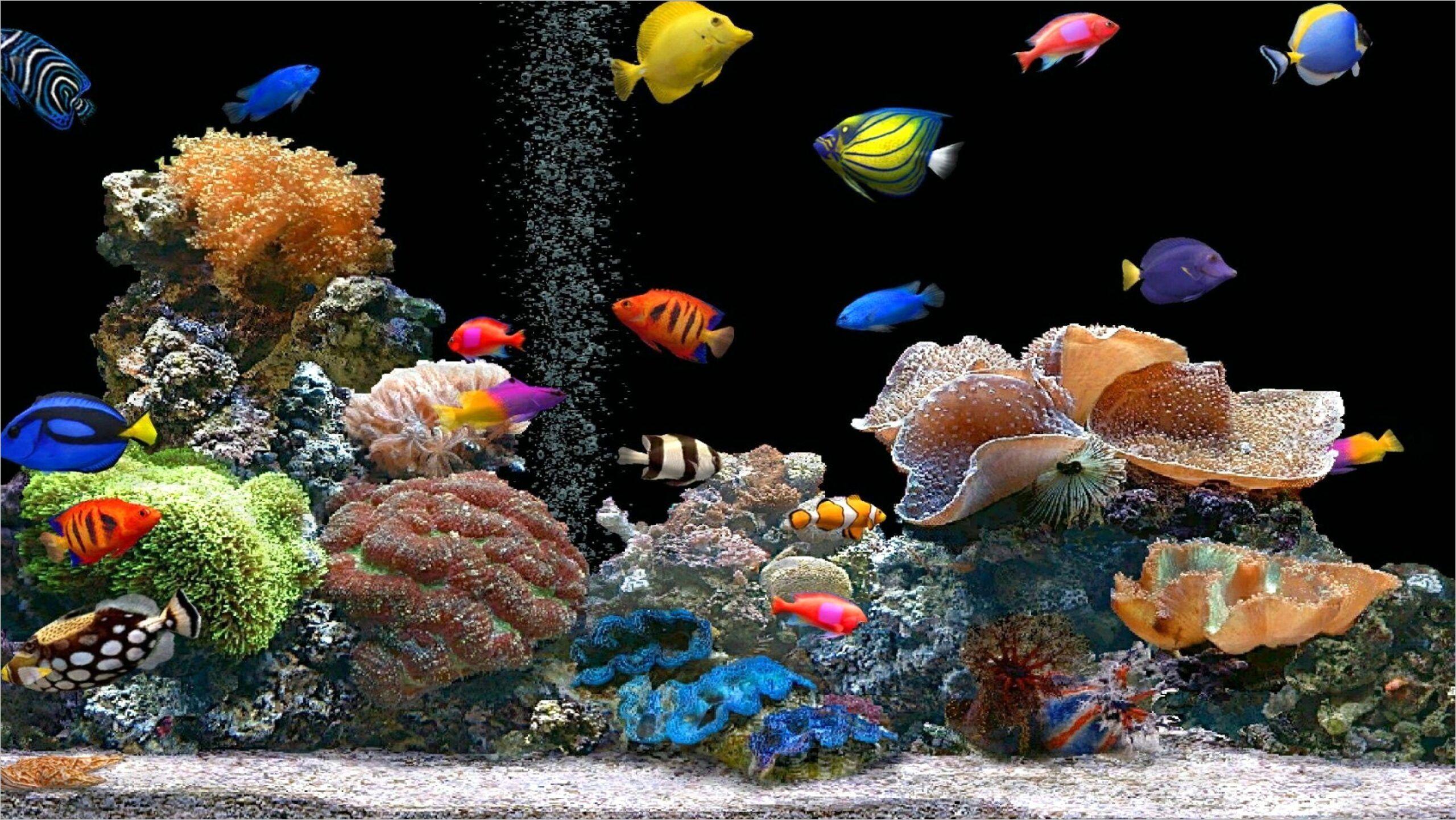 2560 x 1441 · jpeg - 4k Uhd Wallpapers Aquarium | Fish wallpaper, Uhd wallpaper, Animal ...