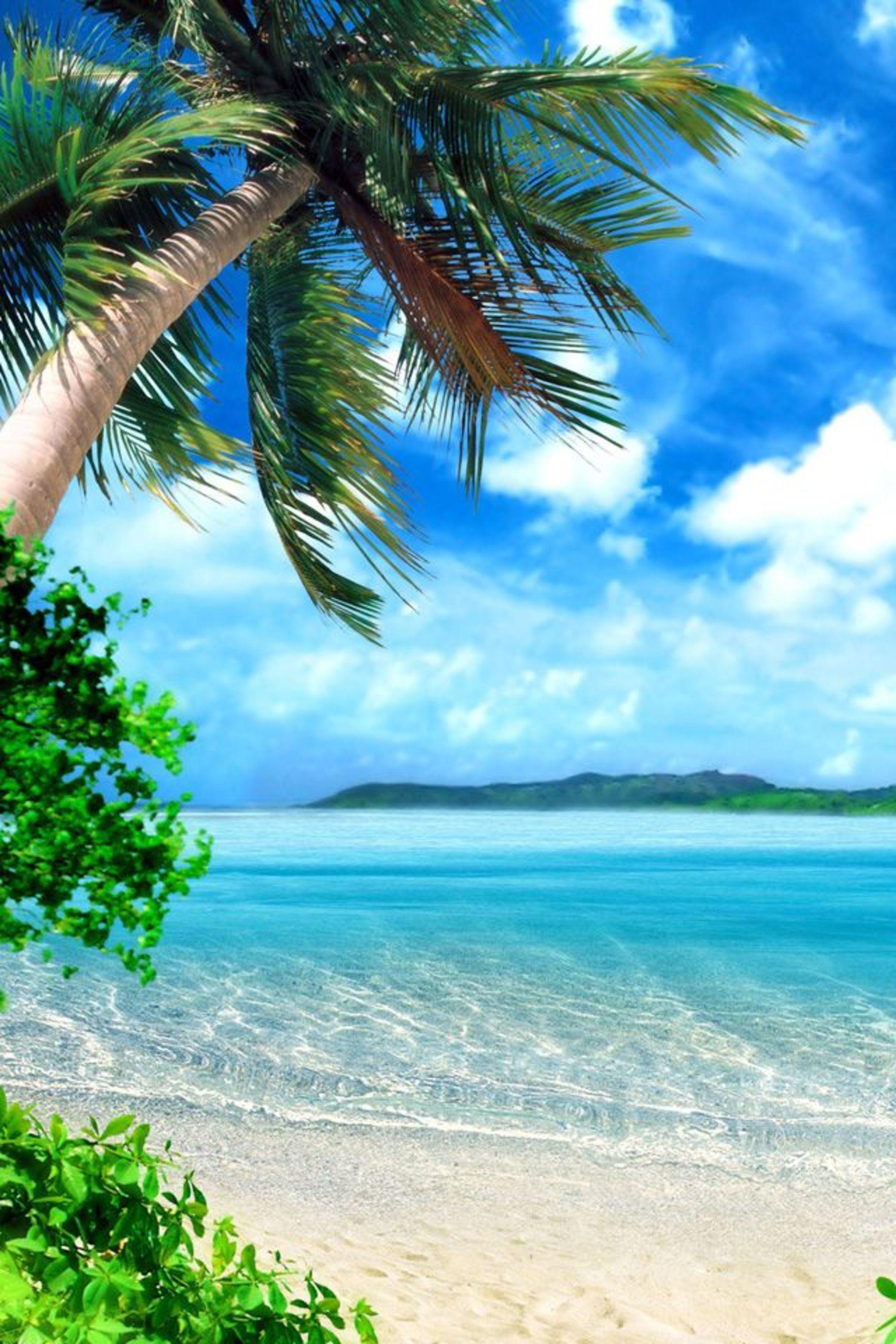 2400 x 3600 · jpeg - ENJOY THE PALM LIFE | Beach wallpaper, Paradise wallpaper, Beautiful ...
