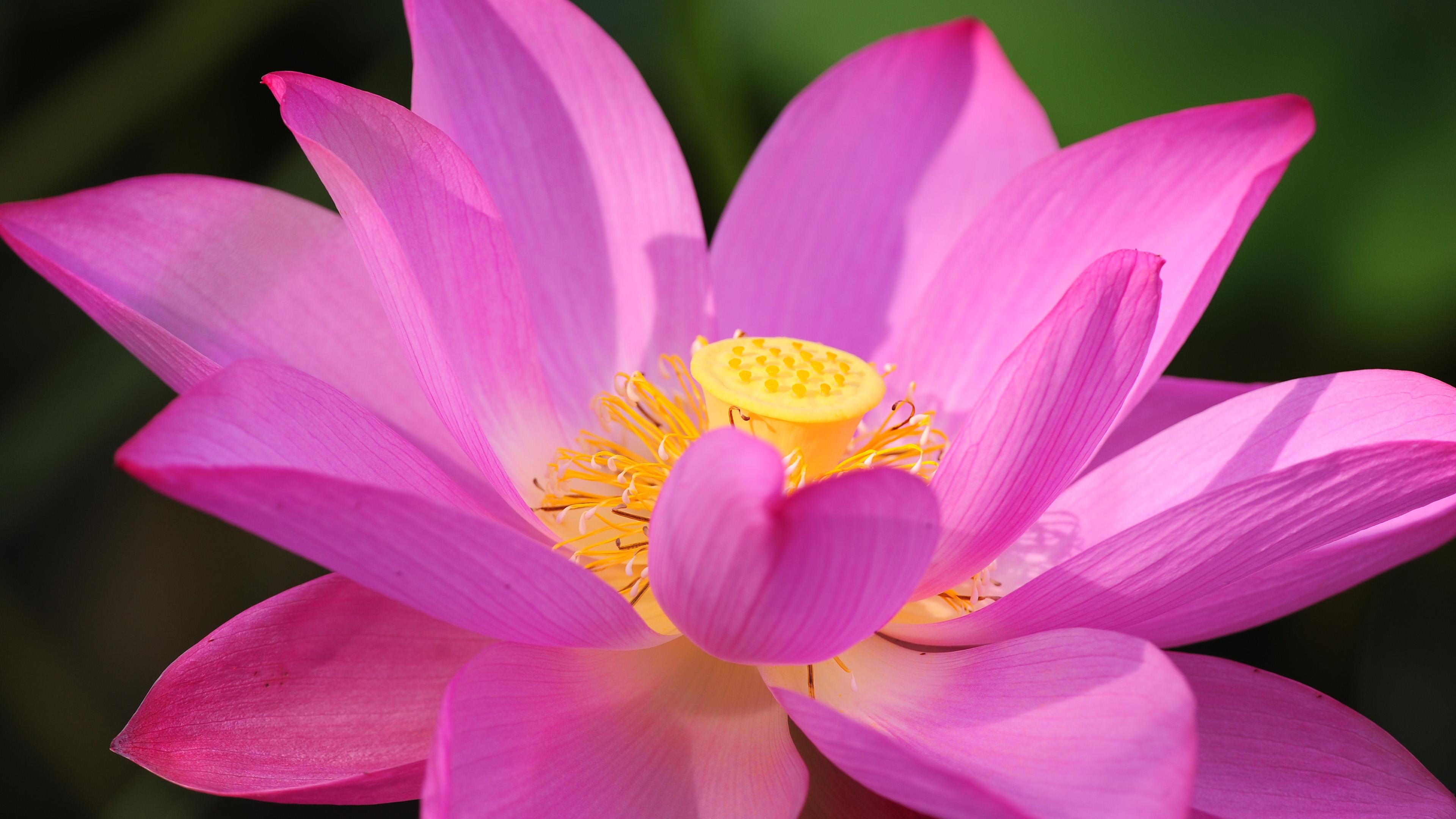 3840 x 2160 · jpeg - Lotus Flower Wallpapers, Pictures, Images