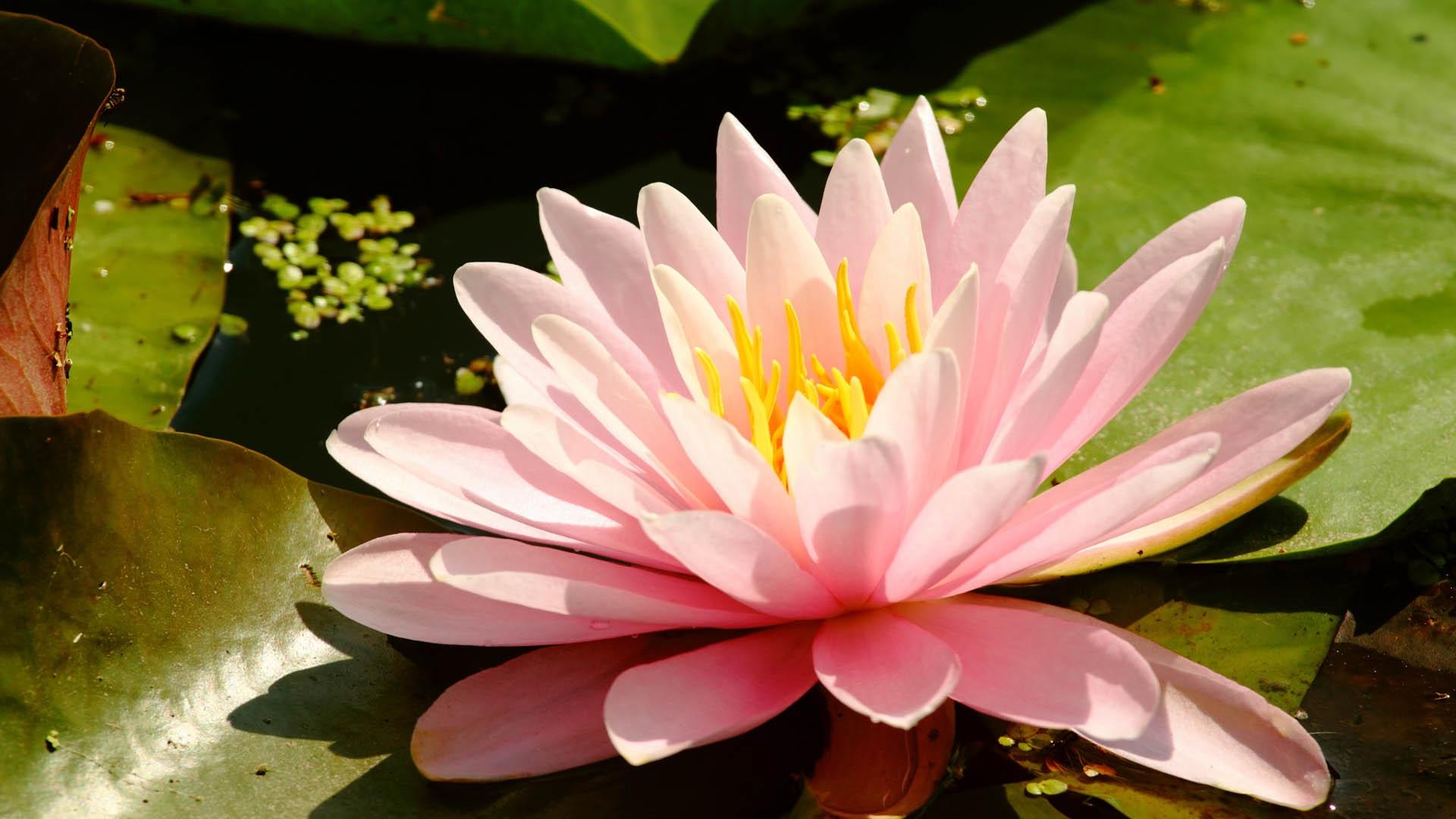 1920 x 1080 · jpeg - Lotus Flower Wallpapers, Pictures, Images