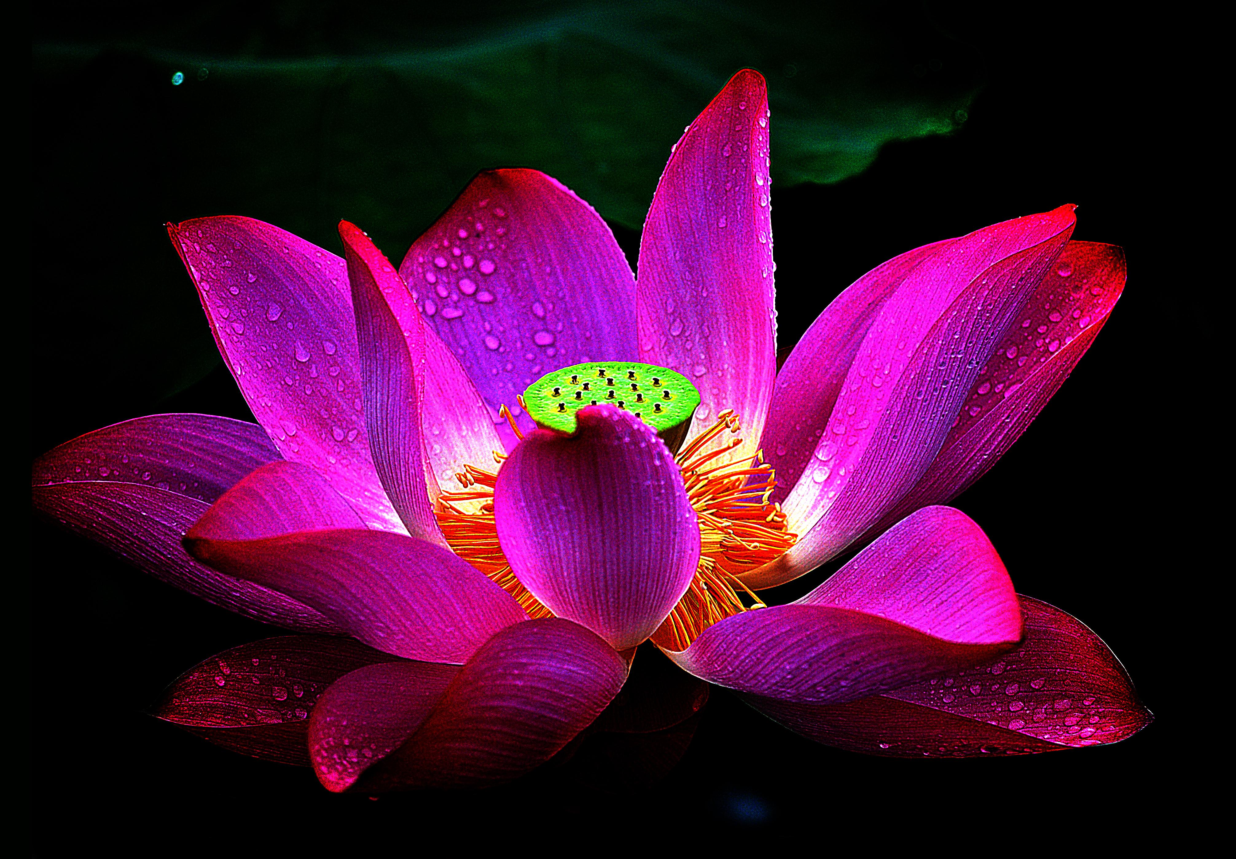 4024 x 2796 · jpeg - Lotus Flower Wallpapers, Pictures, Images
