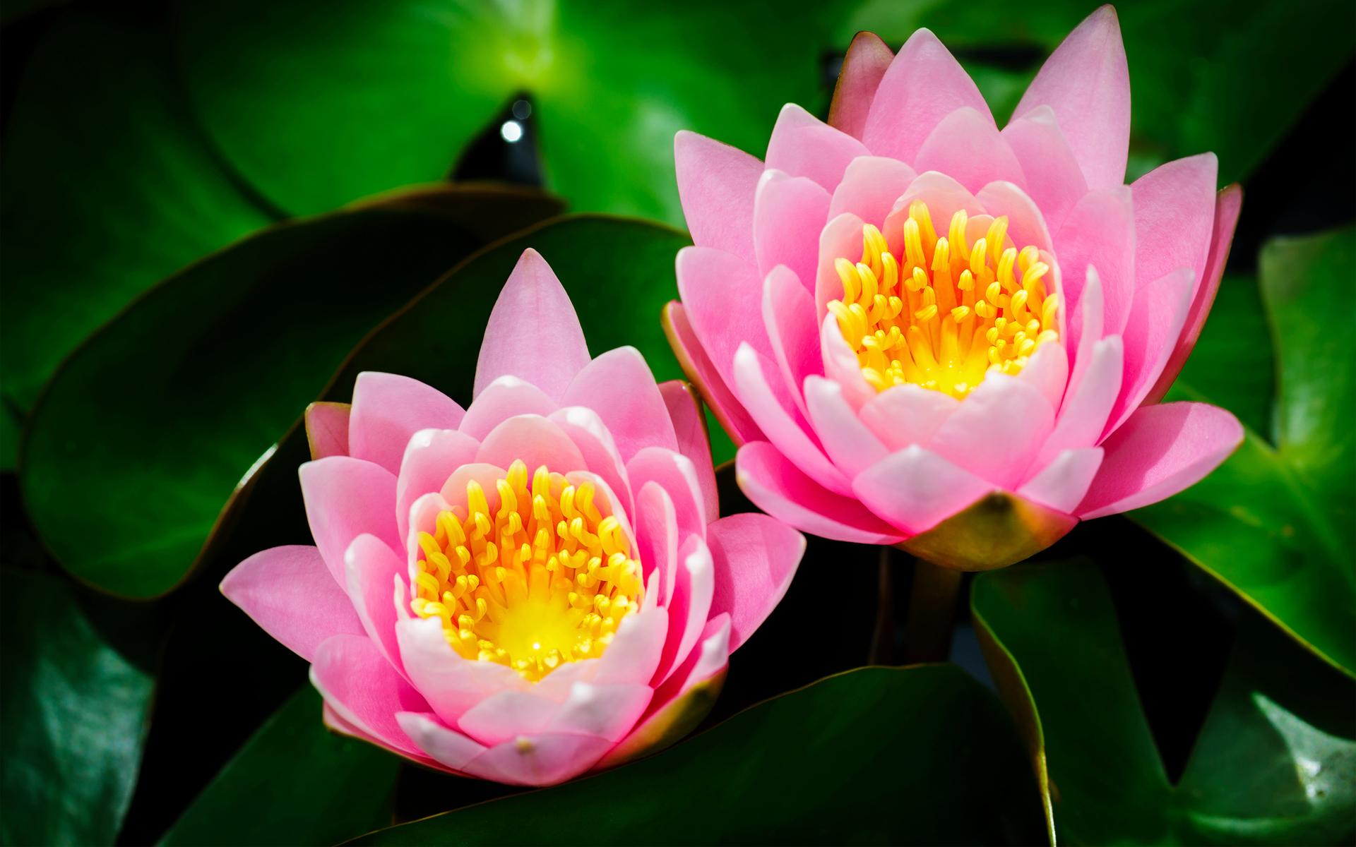 1920 x 1200 · jpeg - Lotus Flower Wallpapers, Pictures, Images