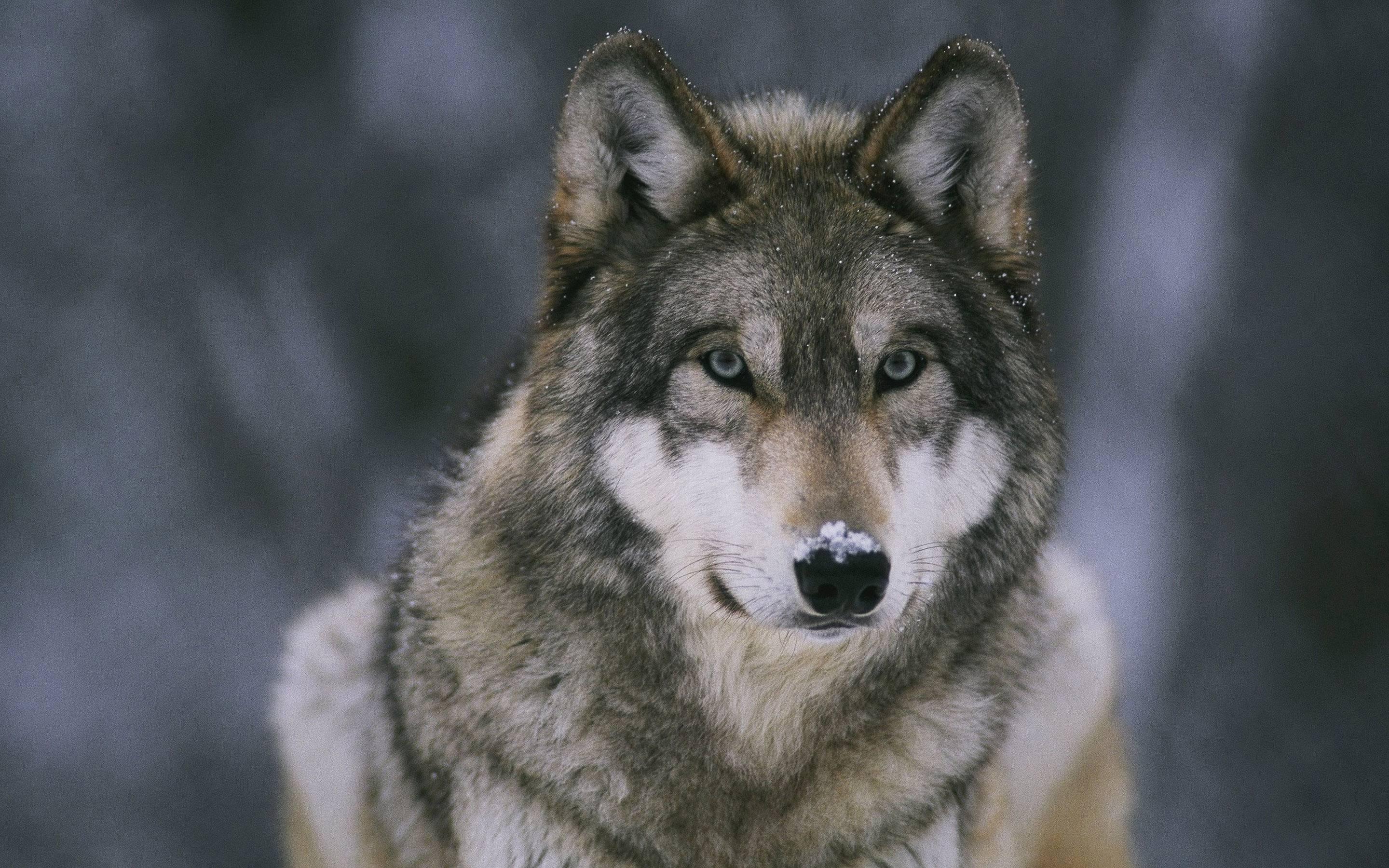 2880 x 1800 · jpeg - Wolf Image Wallpapers - Wallpaper Cave
