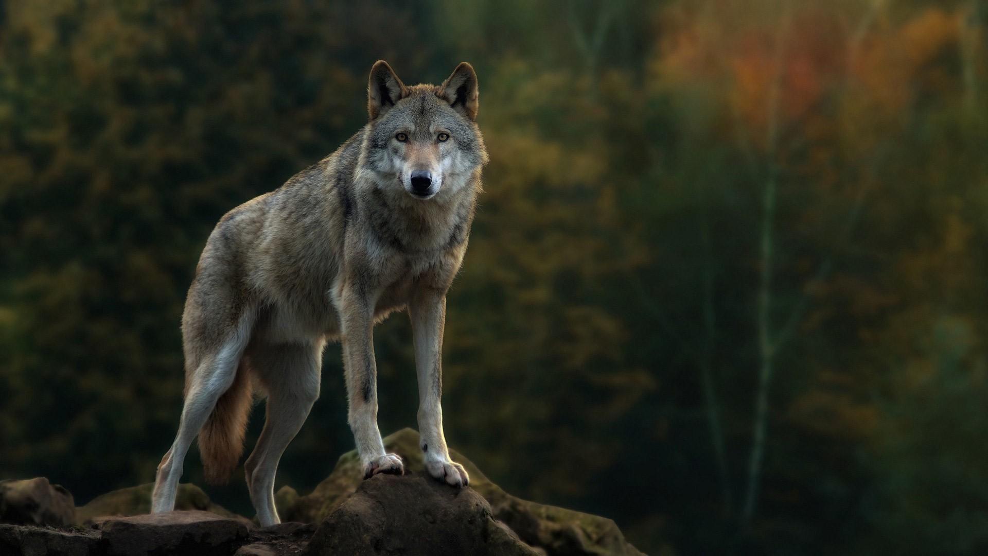 1920 x 1080 · jpeg - Majestic Wolf Wallpapers - Wallpaper Cave