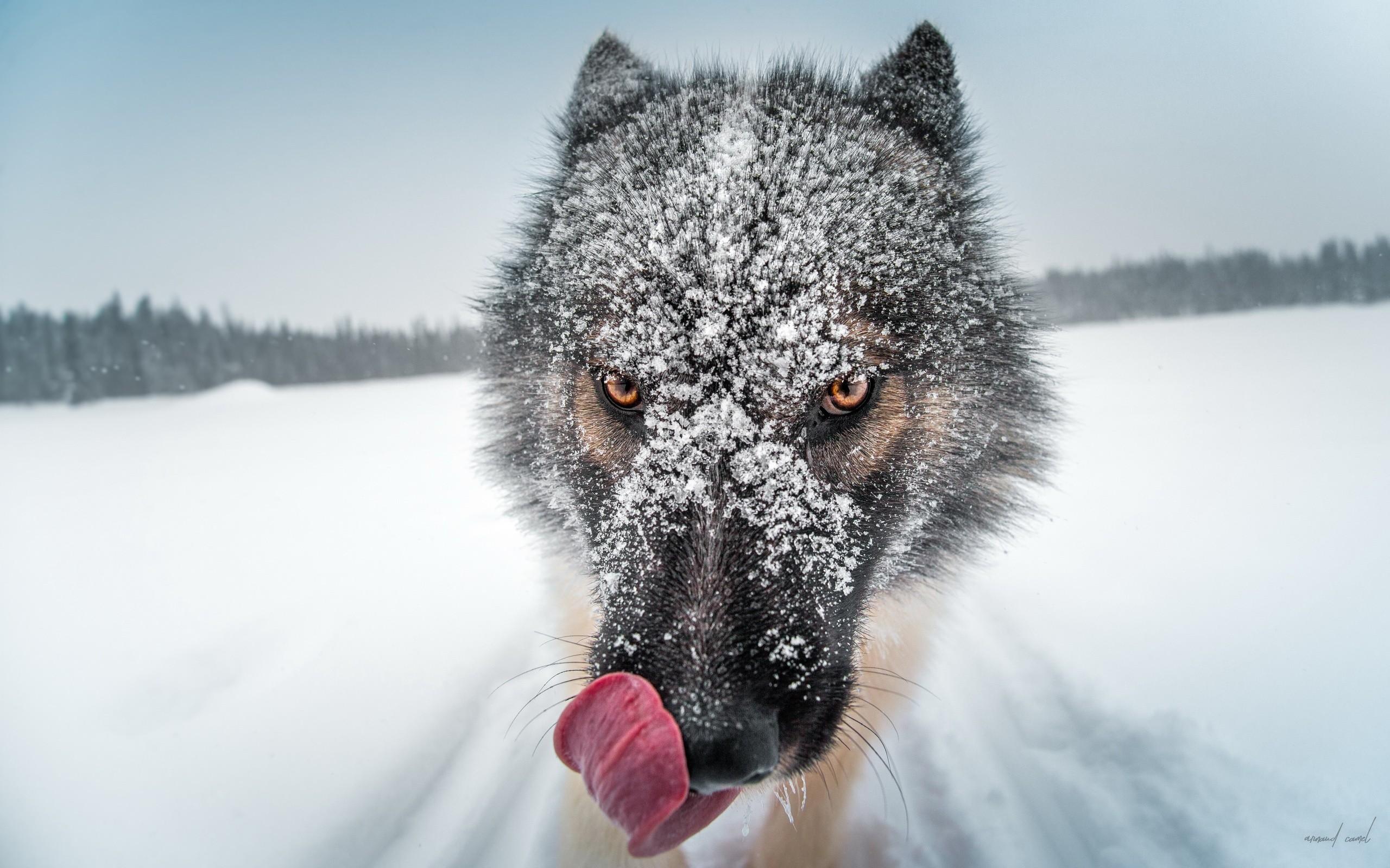 2560 x 1600 · jpeg - Wolf Close Up, HD Animals, 4k Wallpapers, Images, Backgrounds, Photos ...